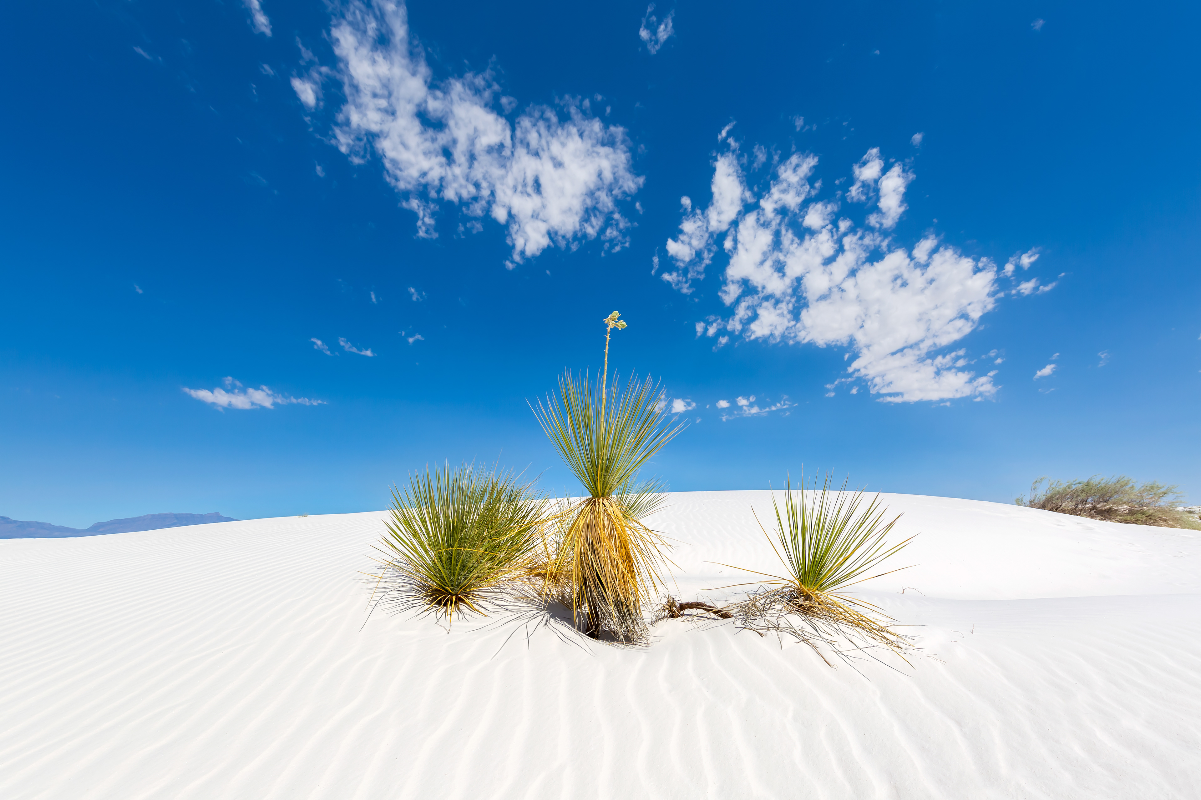 LS010_White Sands Impression