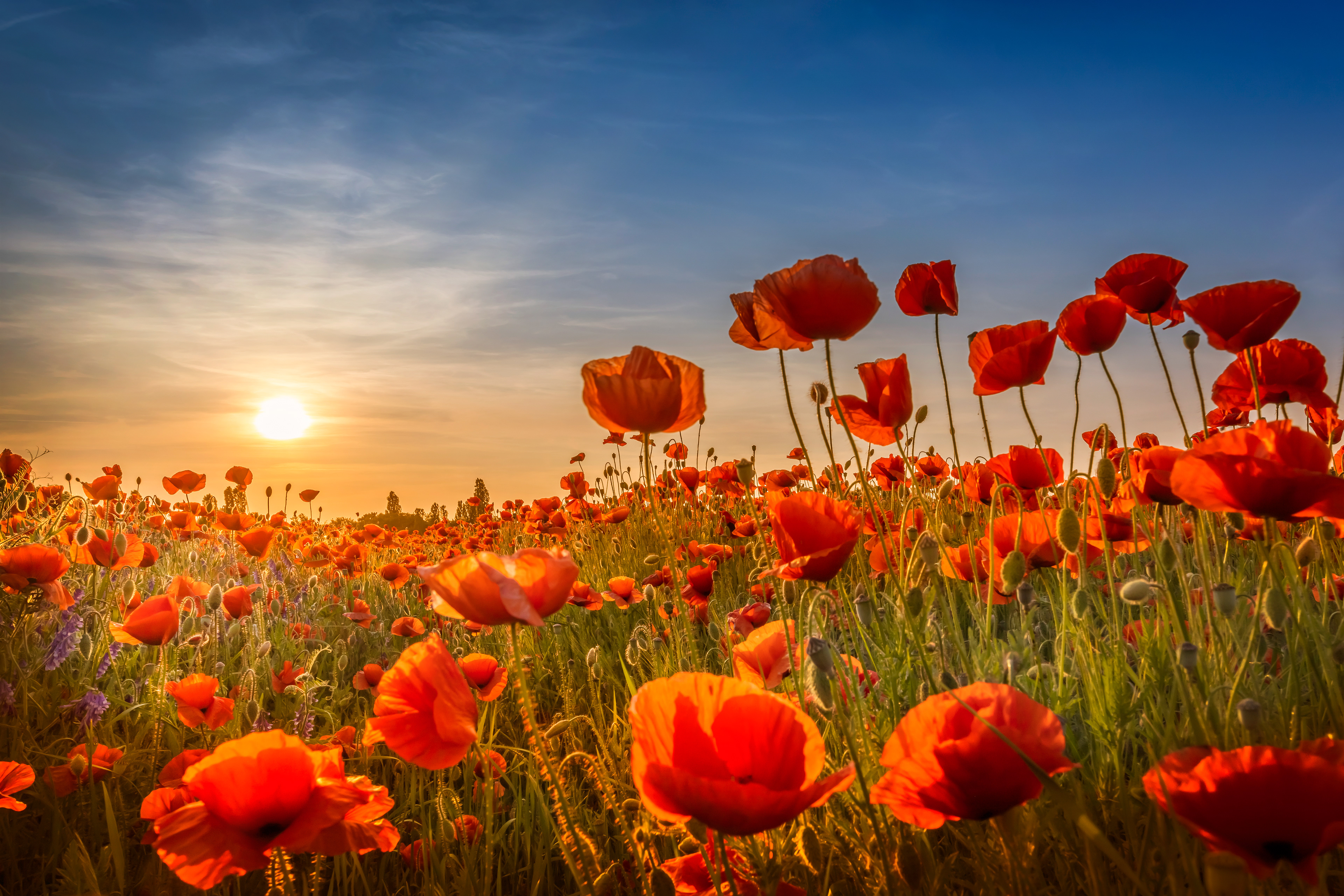 LS021_Poppies in the sunset