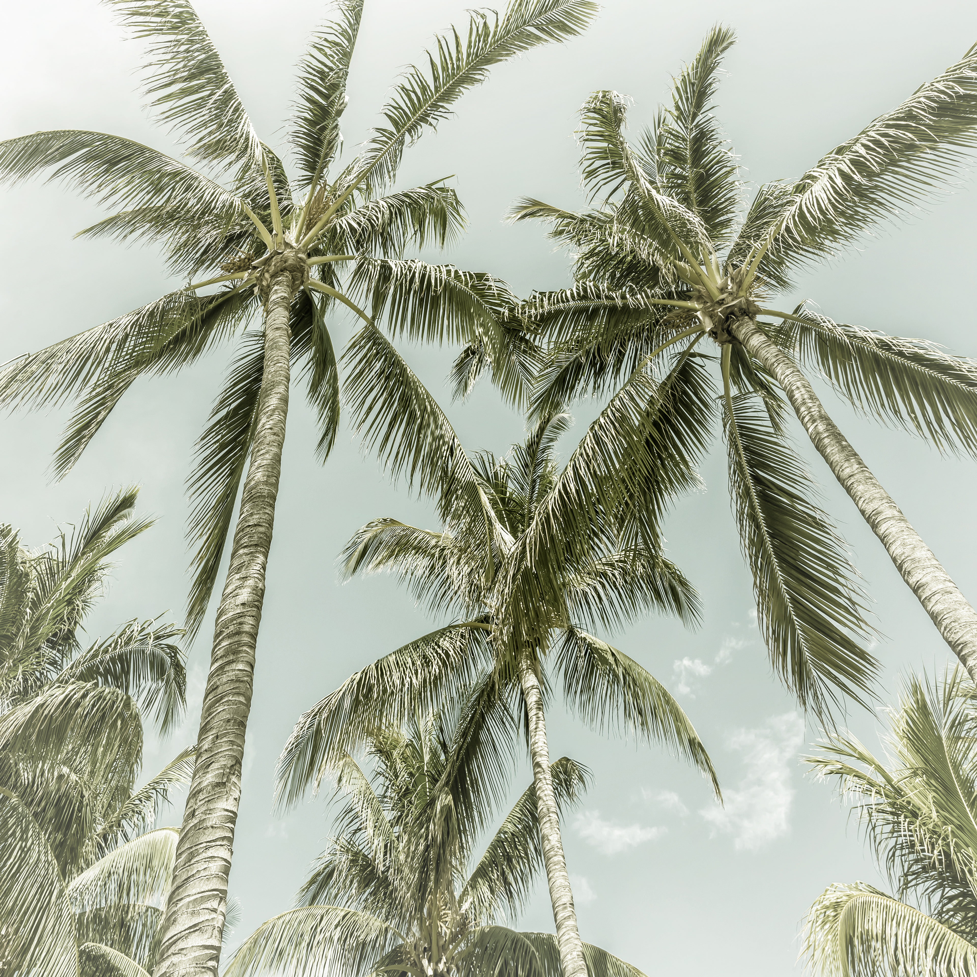 VS022_Lovely Palm Trees | Vintage