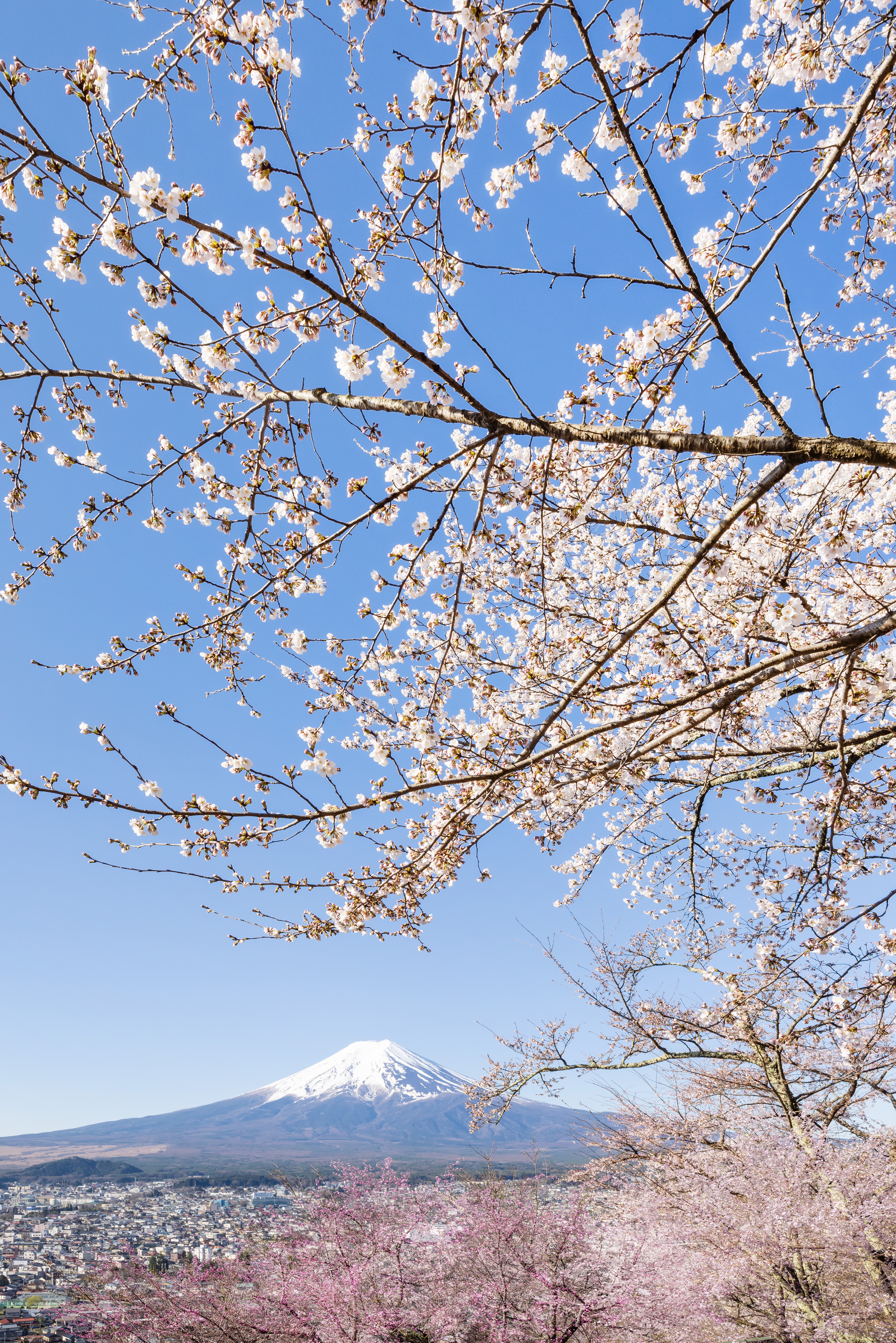LS028_Charming view of Mount Fuji with cherry blossoms