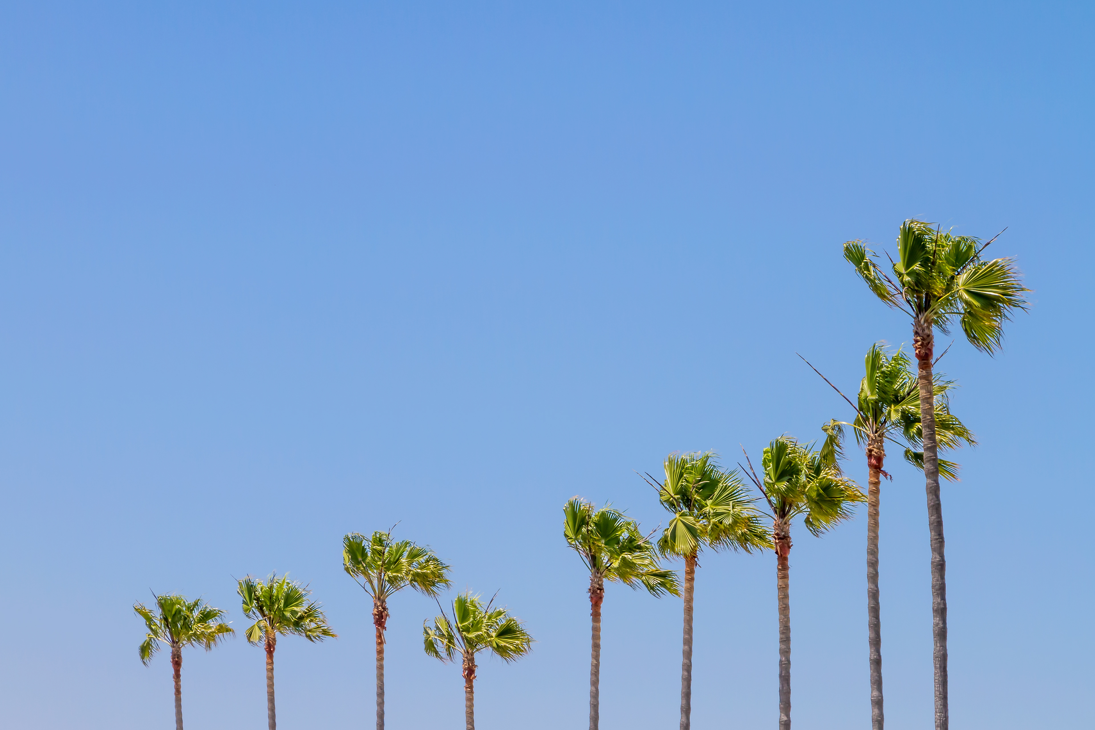 LS016_California Vibes