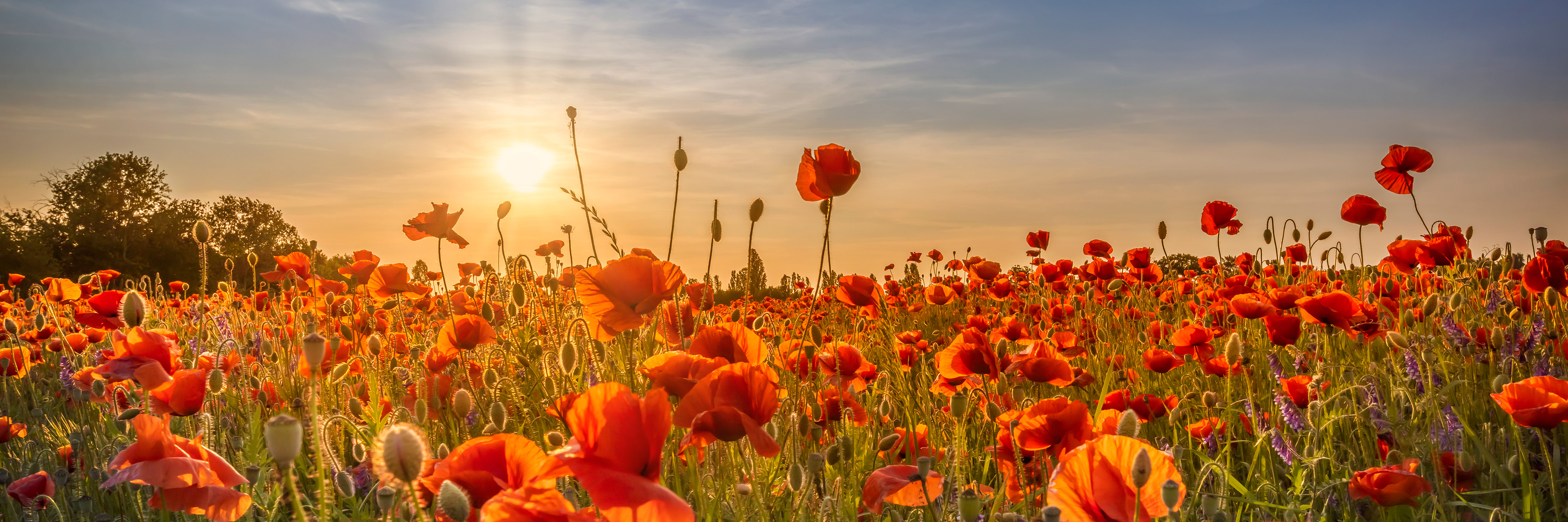 LS022_Poppy idyll in sunset | Panoramic