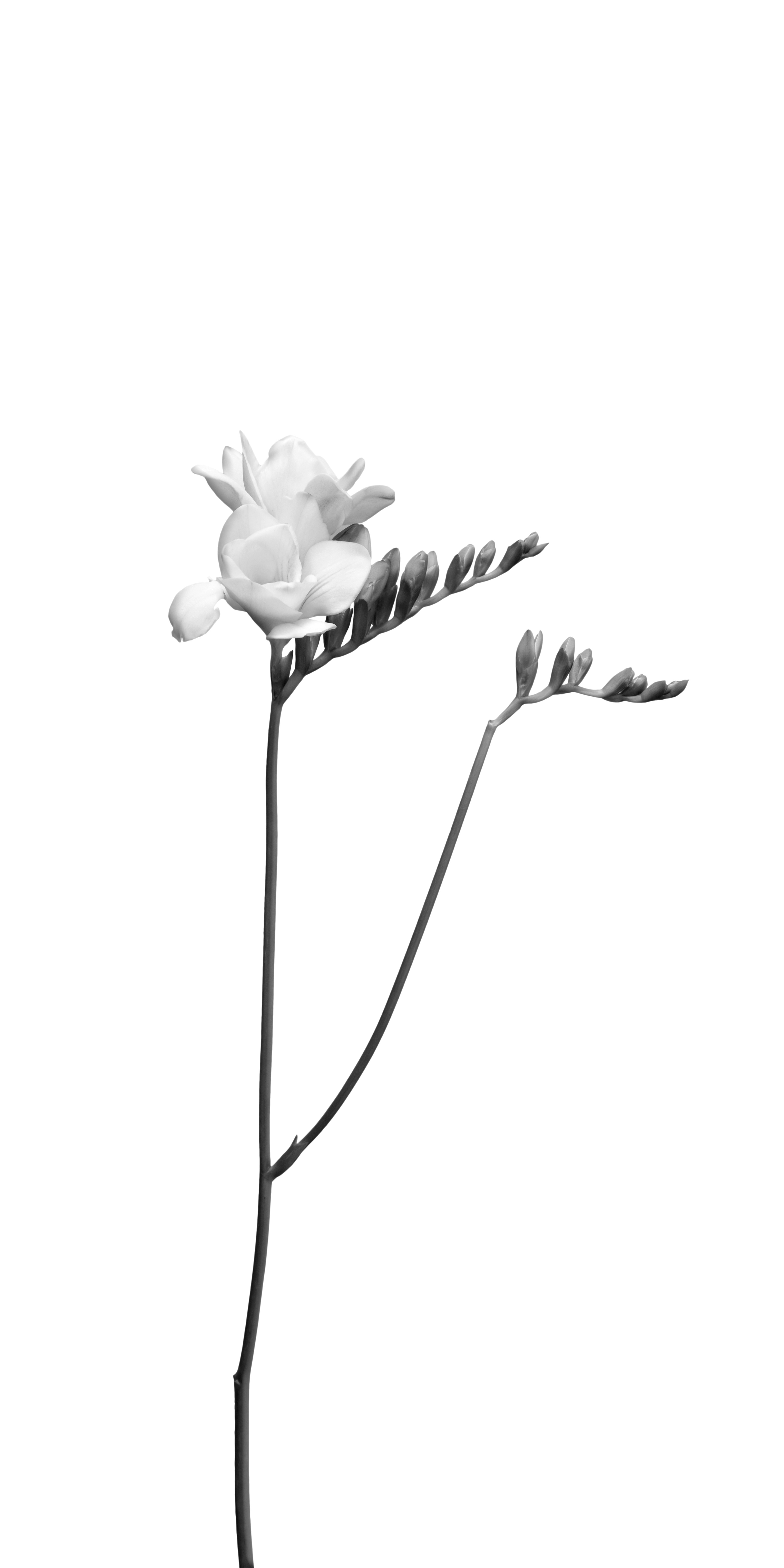 FL004_Freesia | light design