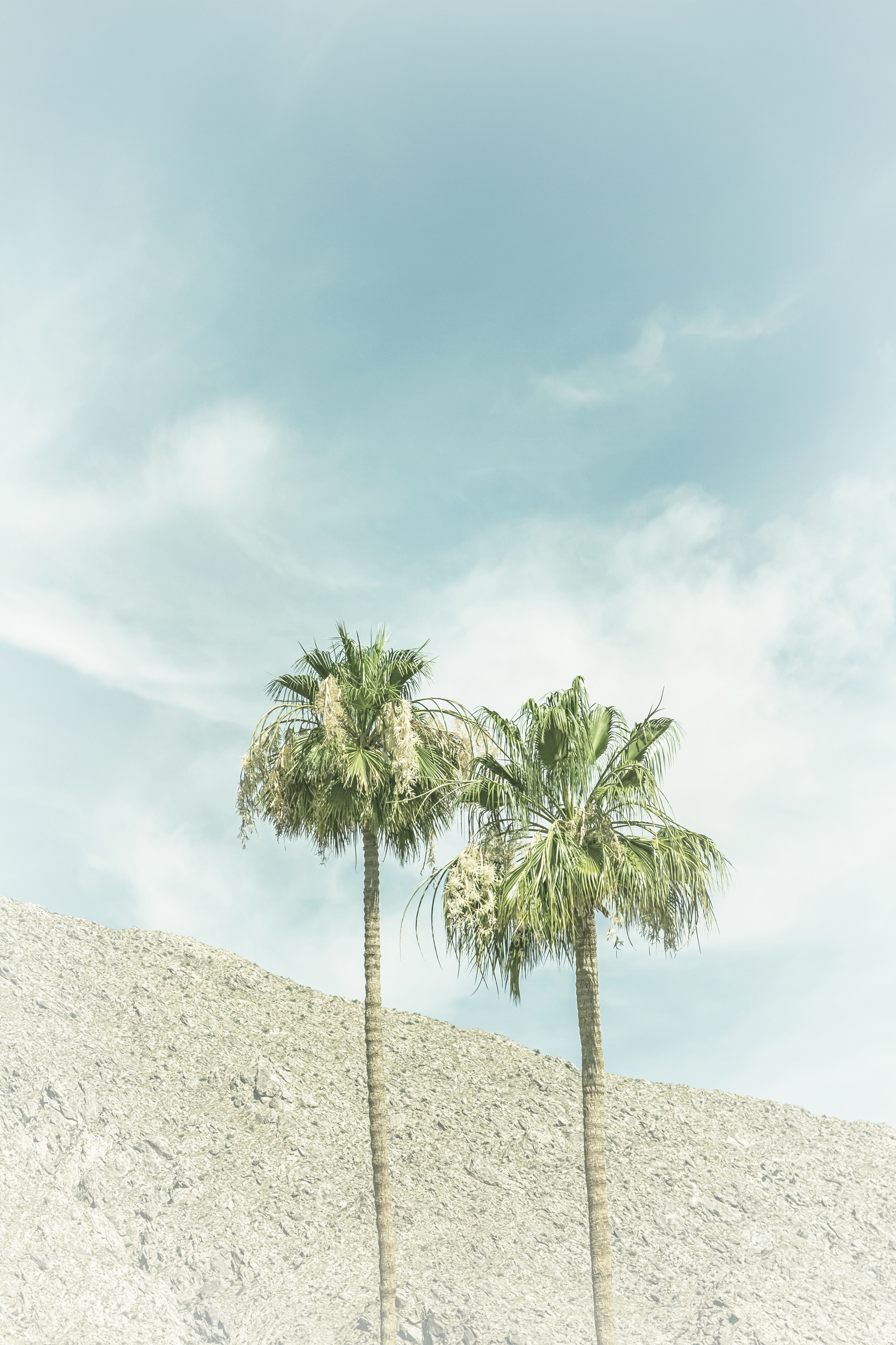 VS004_Palm Trees in the desert | Vintage