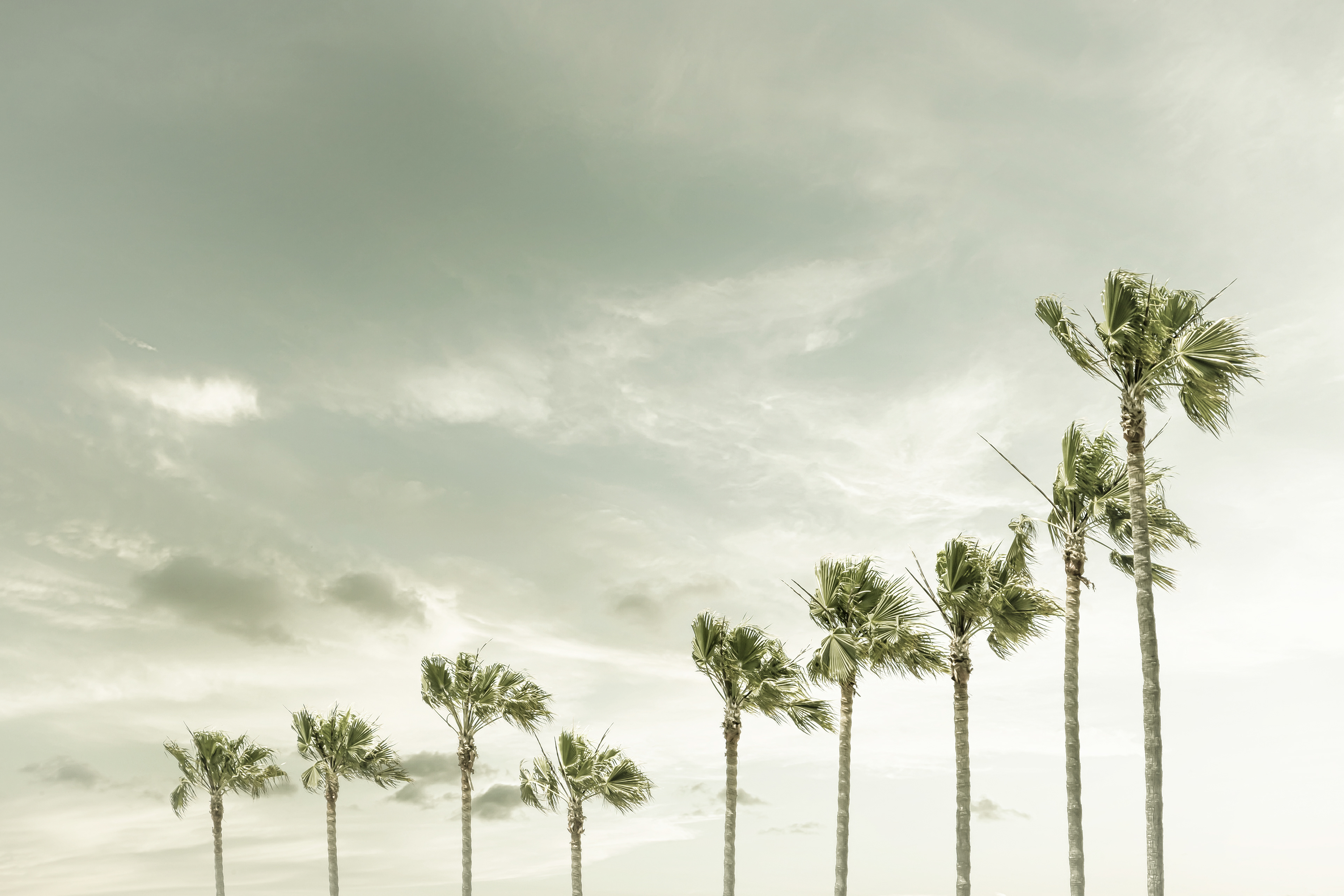 VS028_Vintage Palm Trees at the beach 