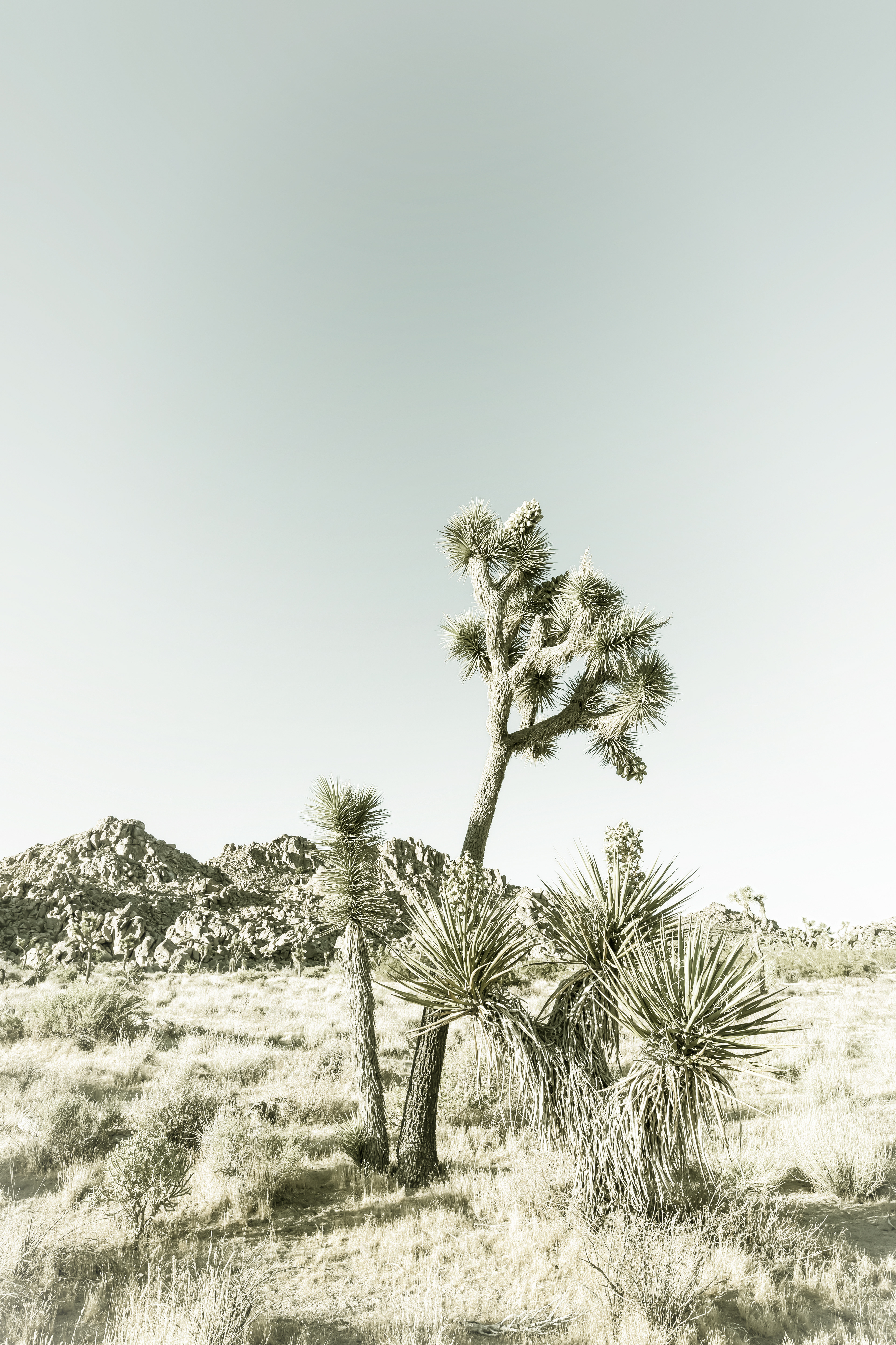 VS011_Joshua Tree National Park | Vintage