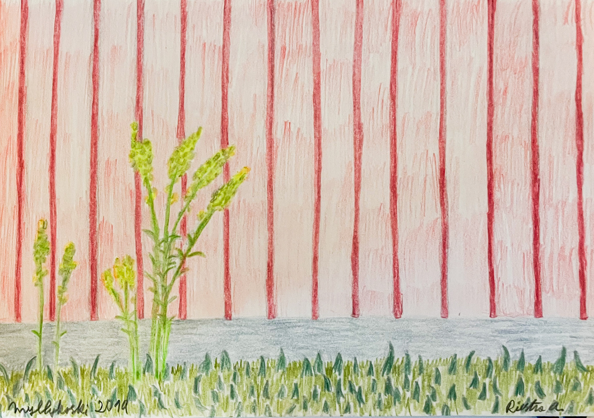 Yellow flowers in Myllykoski, Finland 2019, drawing; Color pencil and pencil on paper