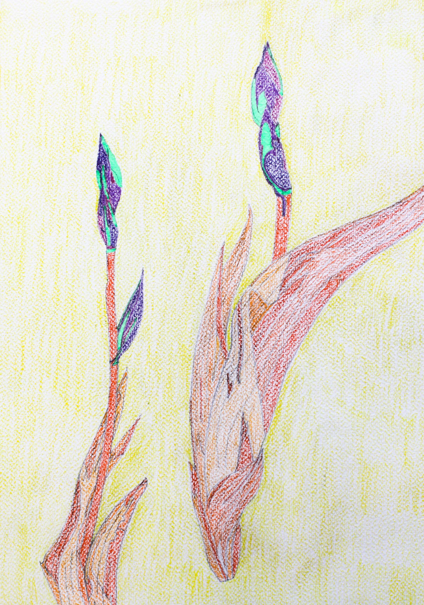 Blossom (Gladiolus), 2018, Color pencil and felt pen on aquarelle paper; 53x40,5 cm