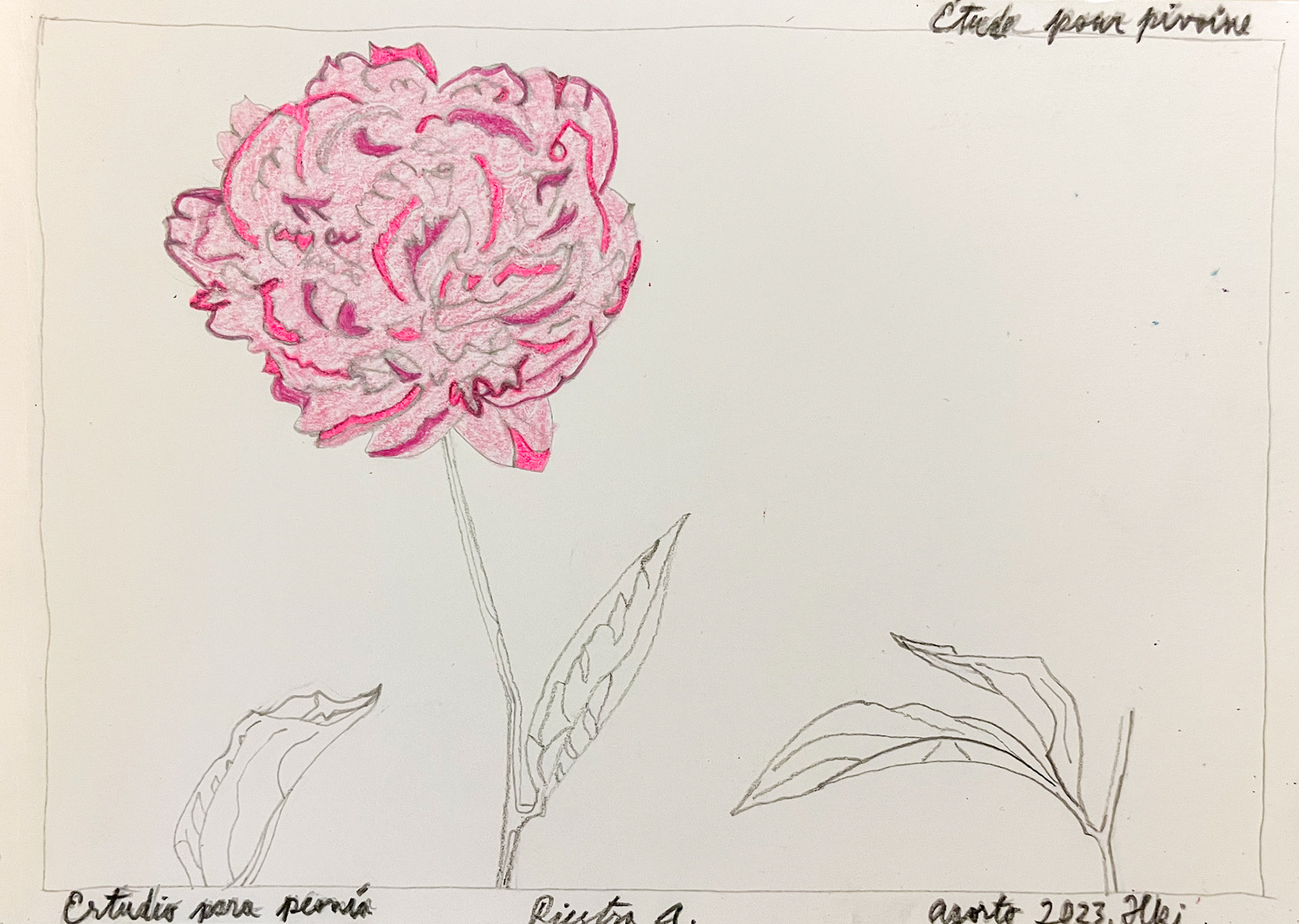 Study for peony, Finland 2024; Pencil and color pencil on aquarelle paper
