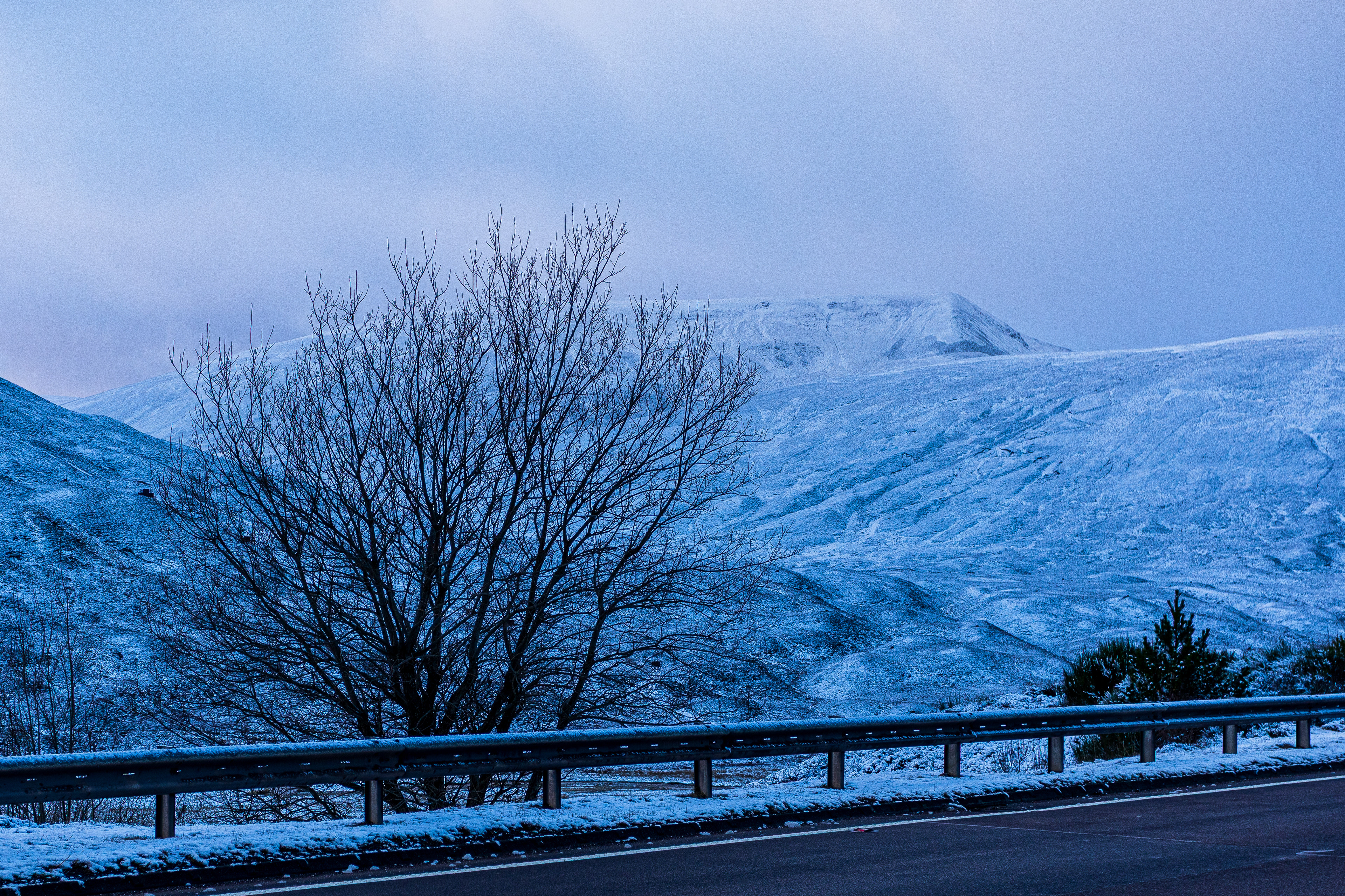 A single tree in front of snowy mountains
