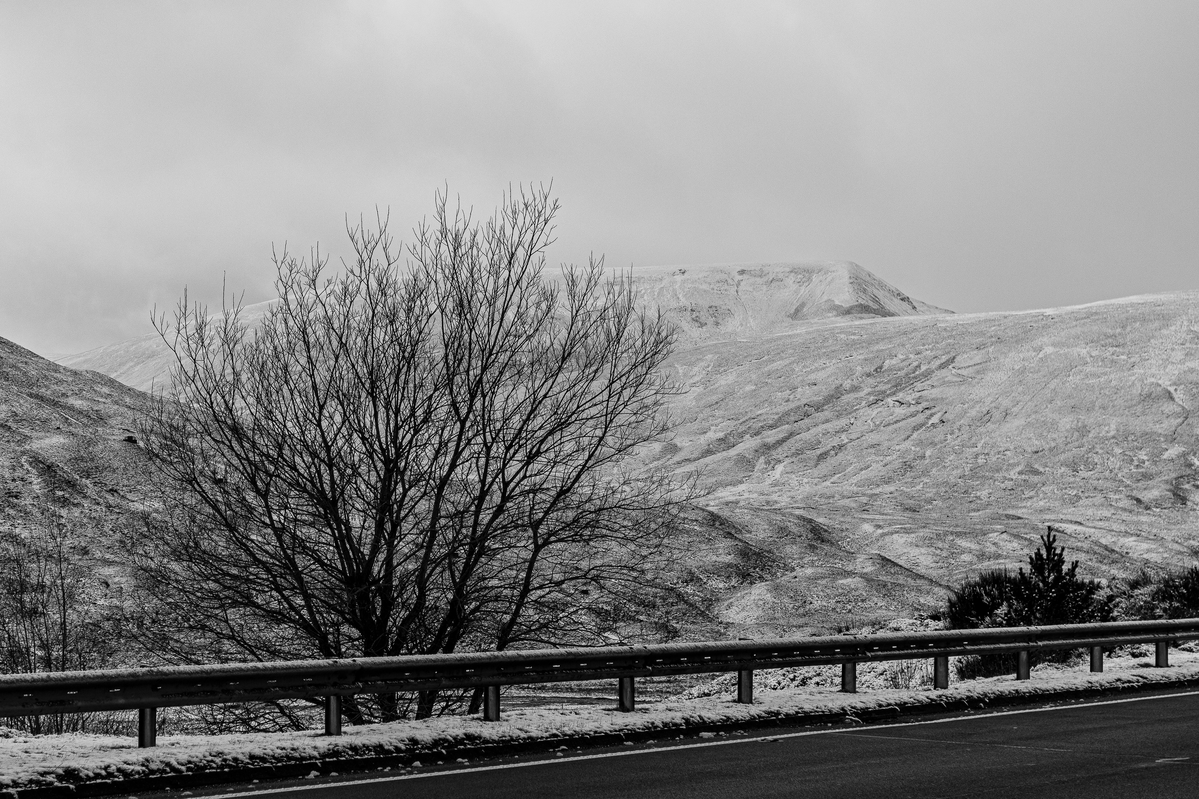 Snowy landscape with a tree in the foreground