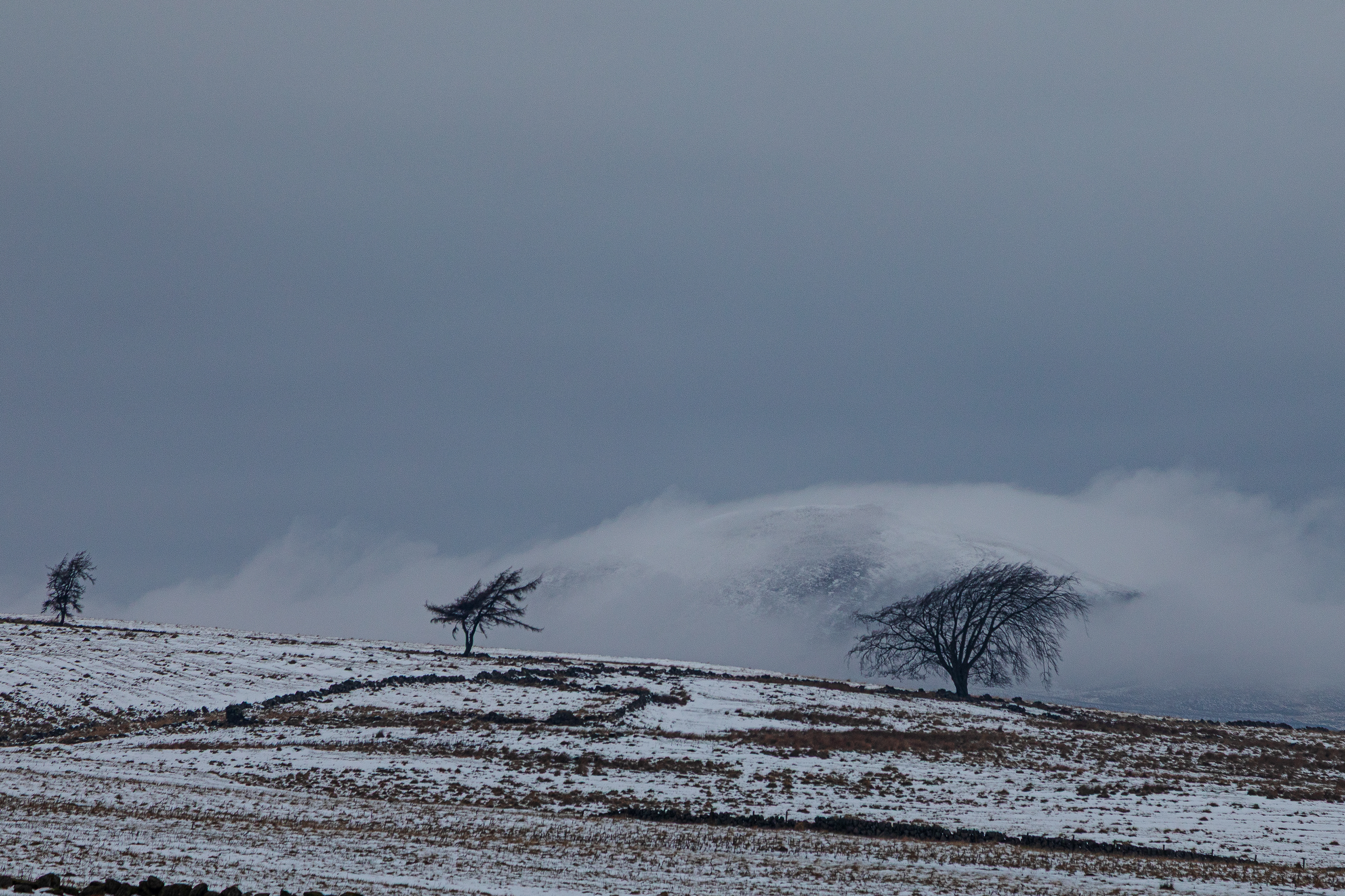 Three trees with cloud behind them