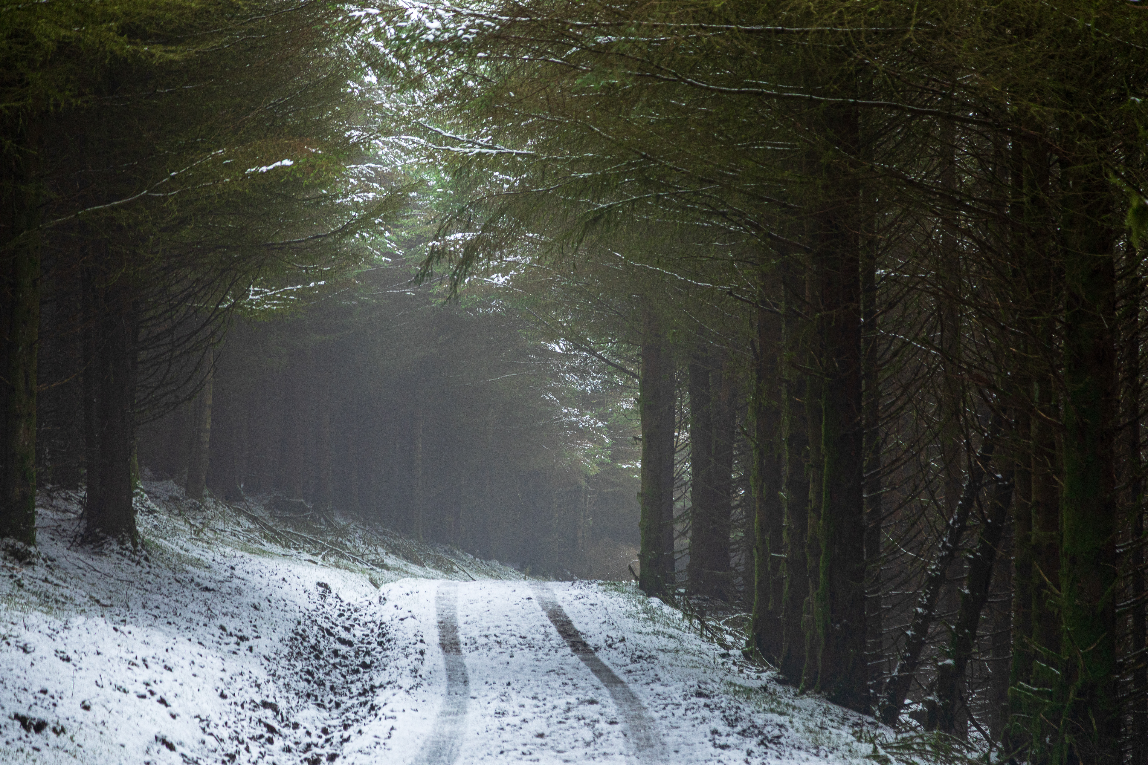 Tyre tracks in the snow through a misty forest