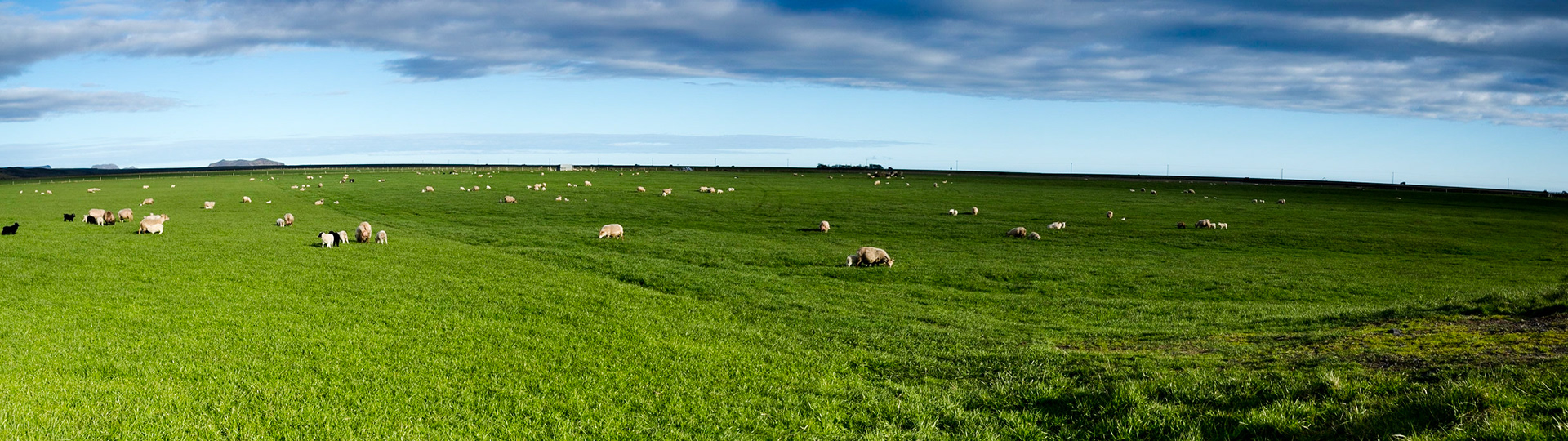 Grazing Sheep, Iceland