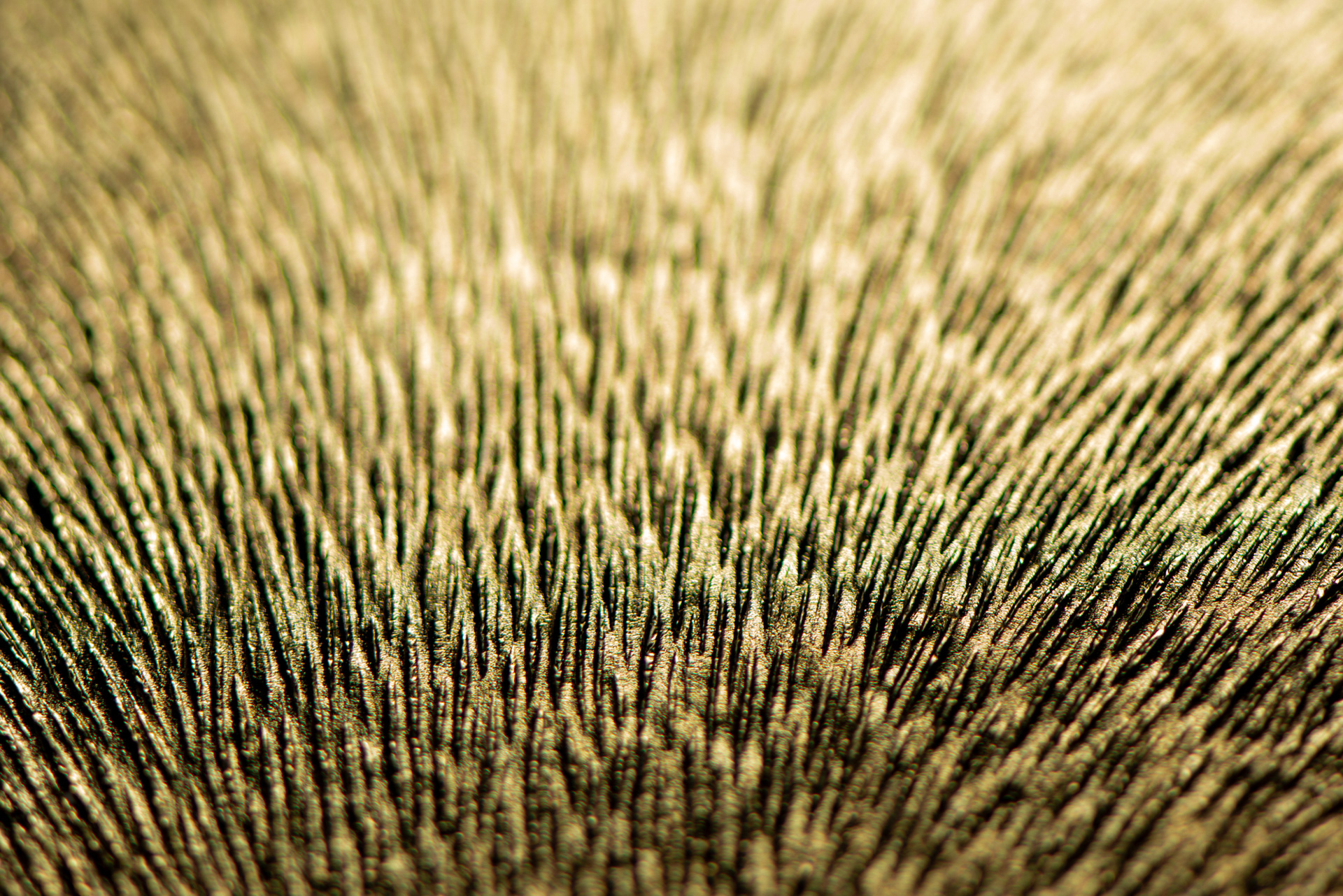 「エンボスシート加工 + 箔」 FUR