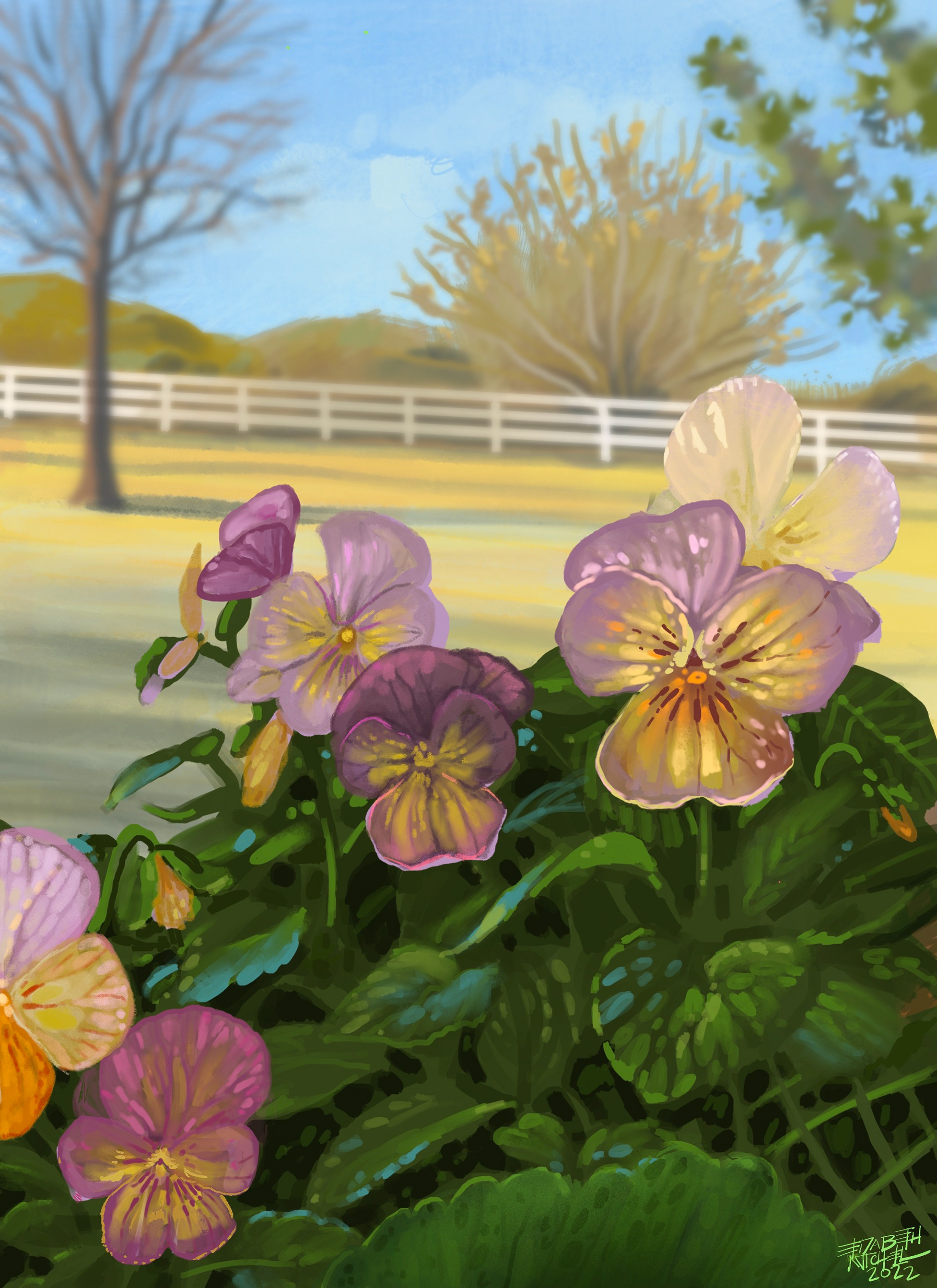 Pink and purple pansies planted by Penny.