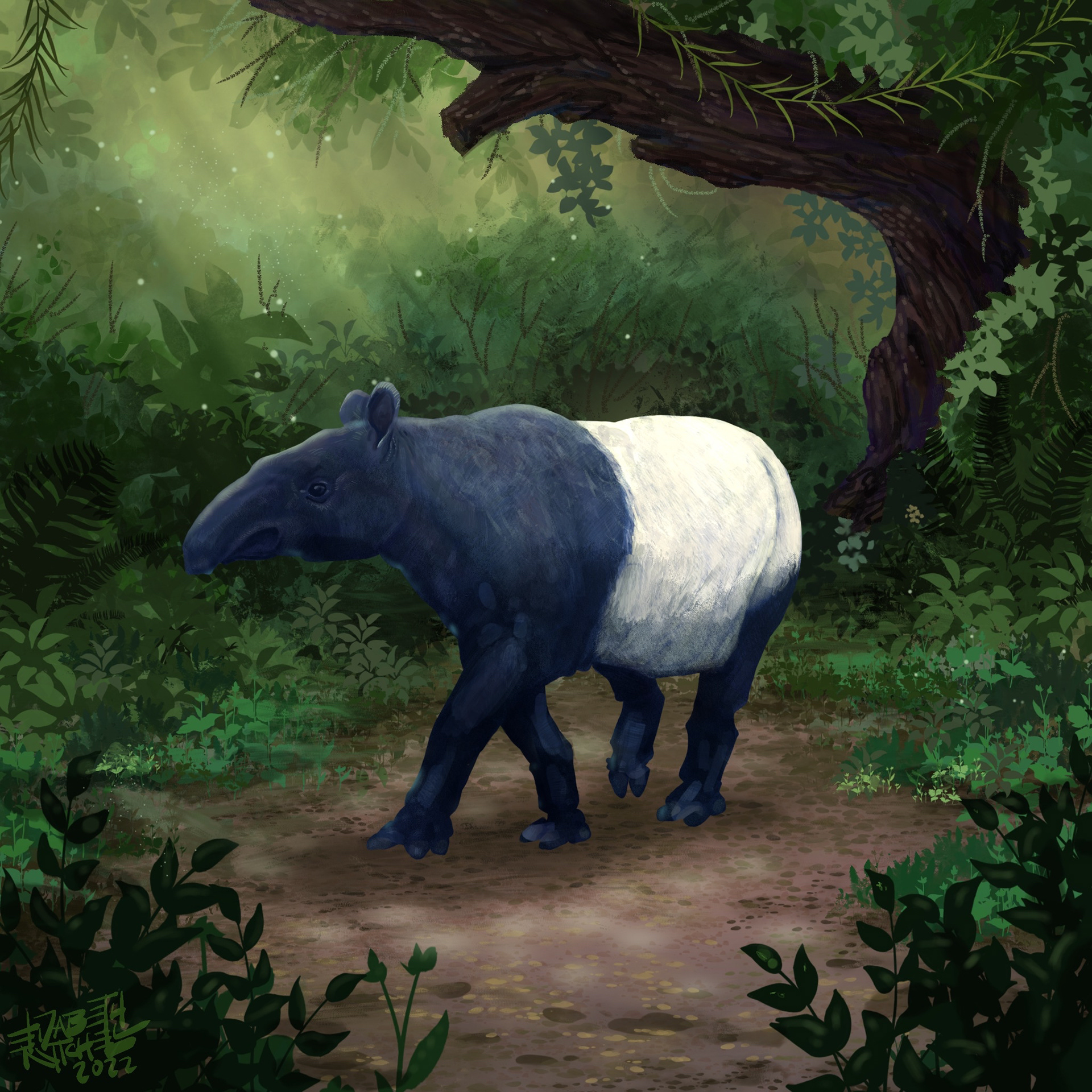 A tapir at the Woodland Park Zoo.