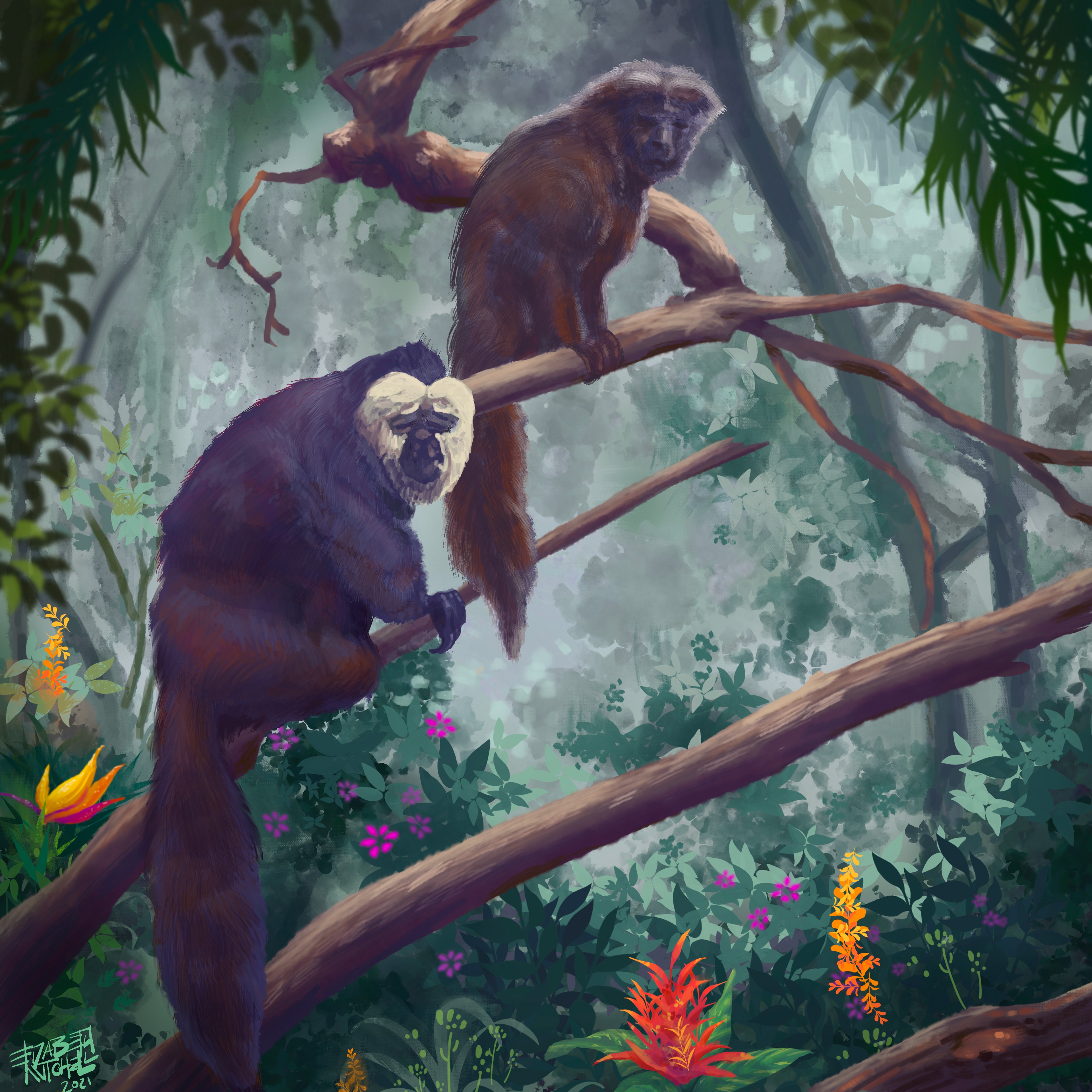 Monkeys at the Woodland Park Zoo