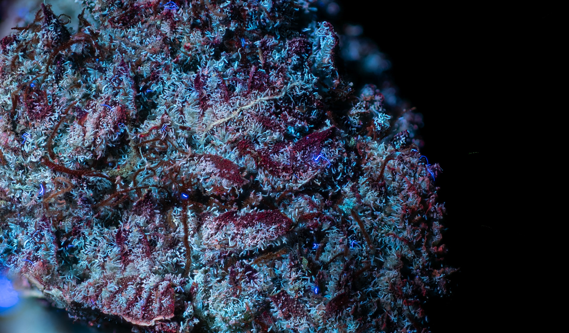 ULTRAVIOLET LIGHT