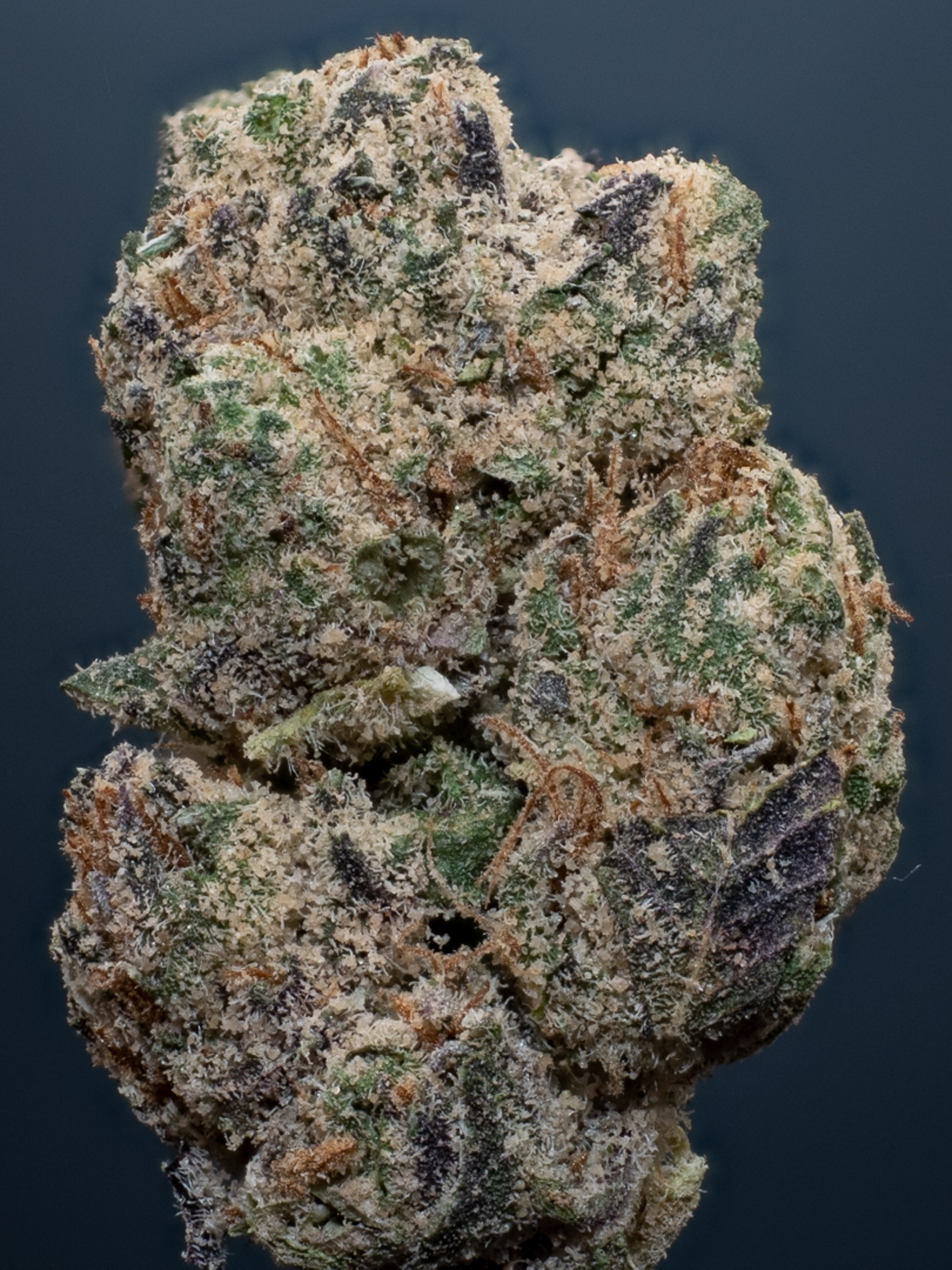 OPUS RUNTZ IN FULL VISIBLE LIGHT