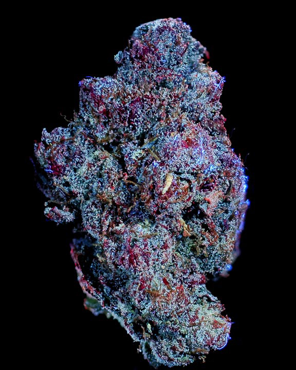 MOCHI IN ULTRAVIOLET LIGHT