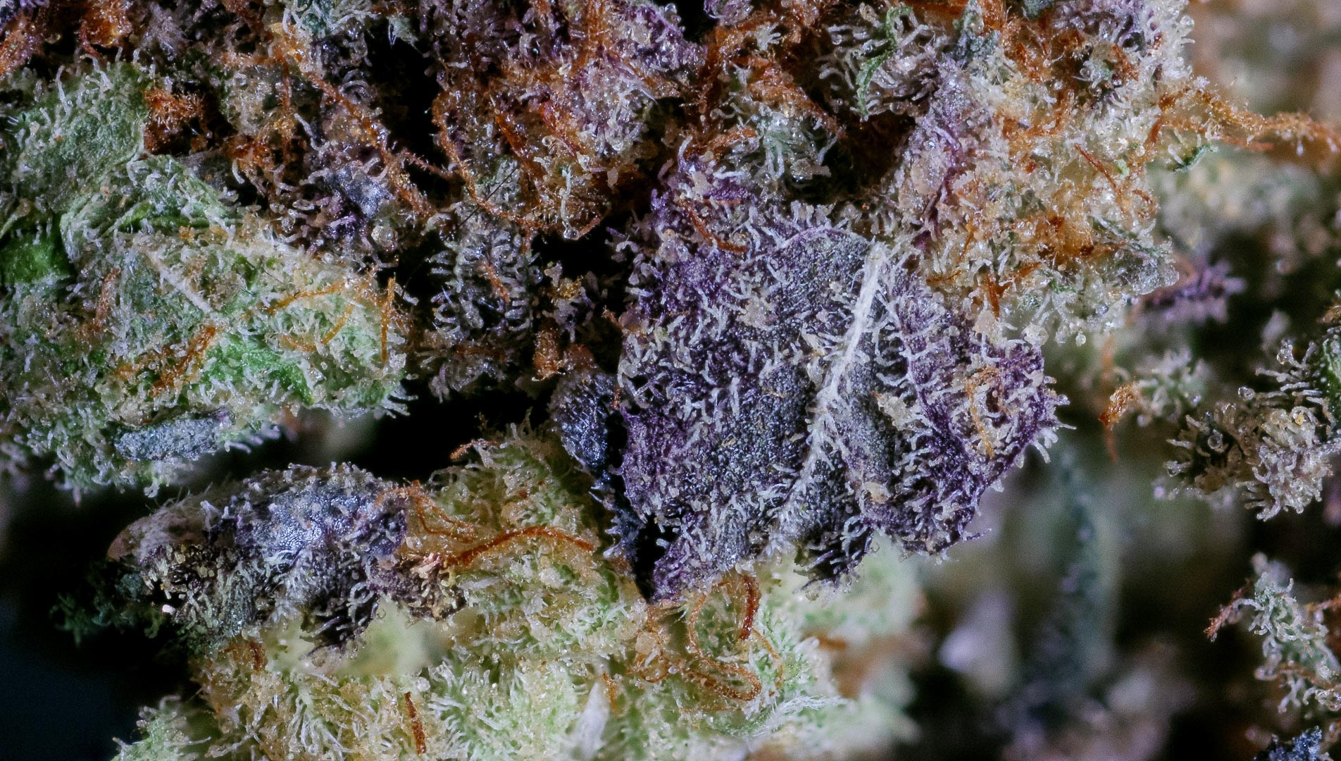 PINEAPPLE GELATO IN FULL VISIBLE LIGHT x2