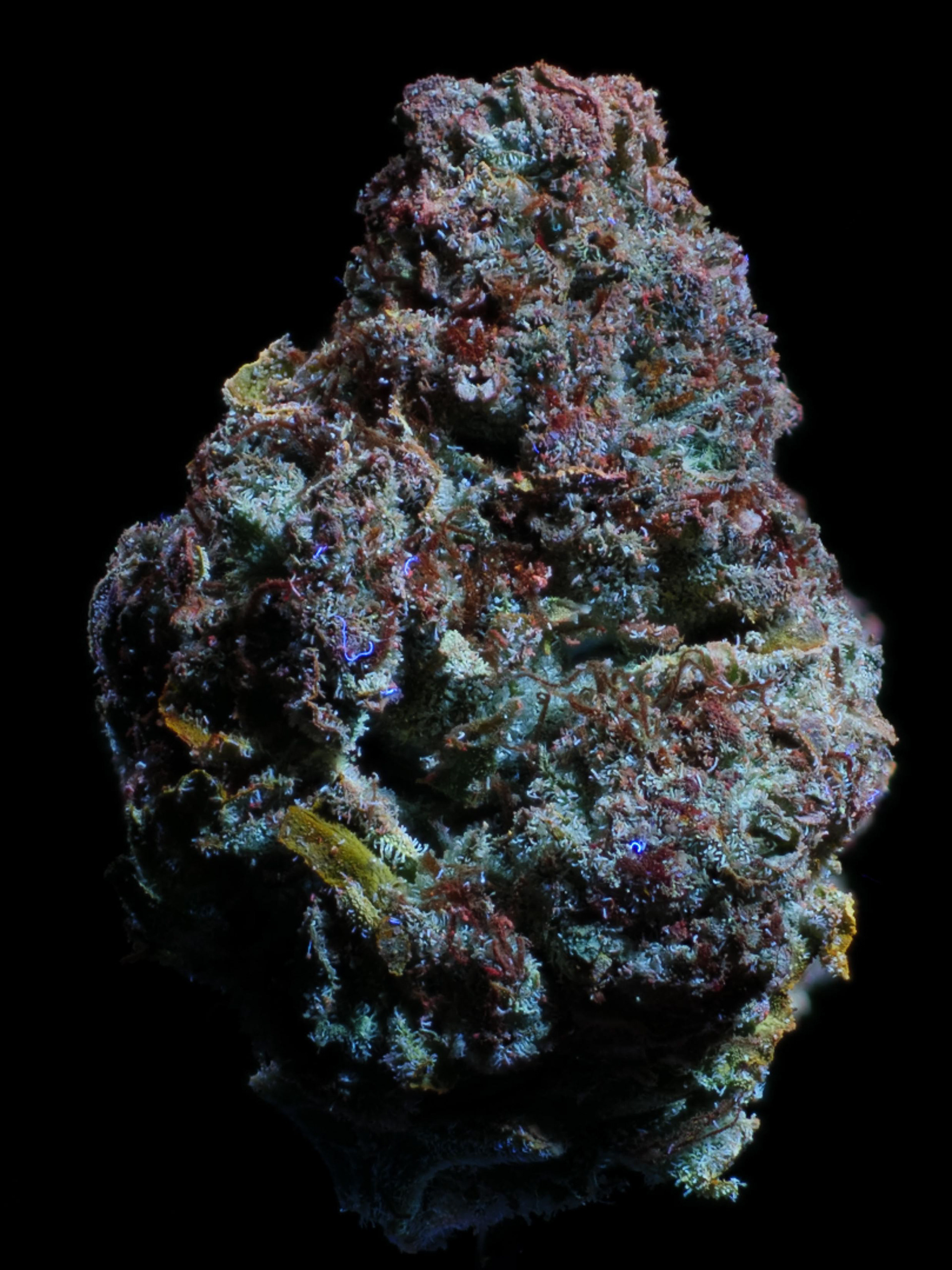 ORACLE IN UV LIGHT