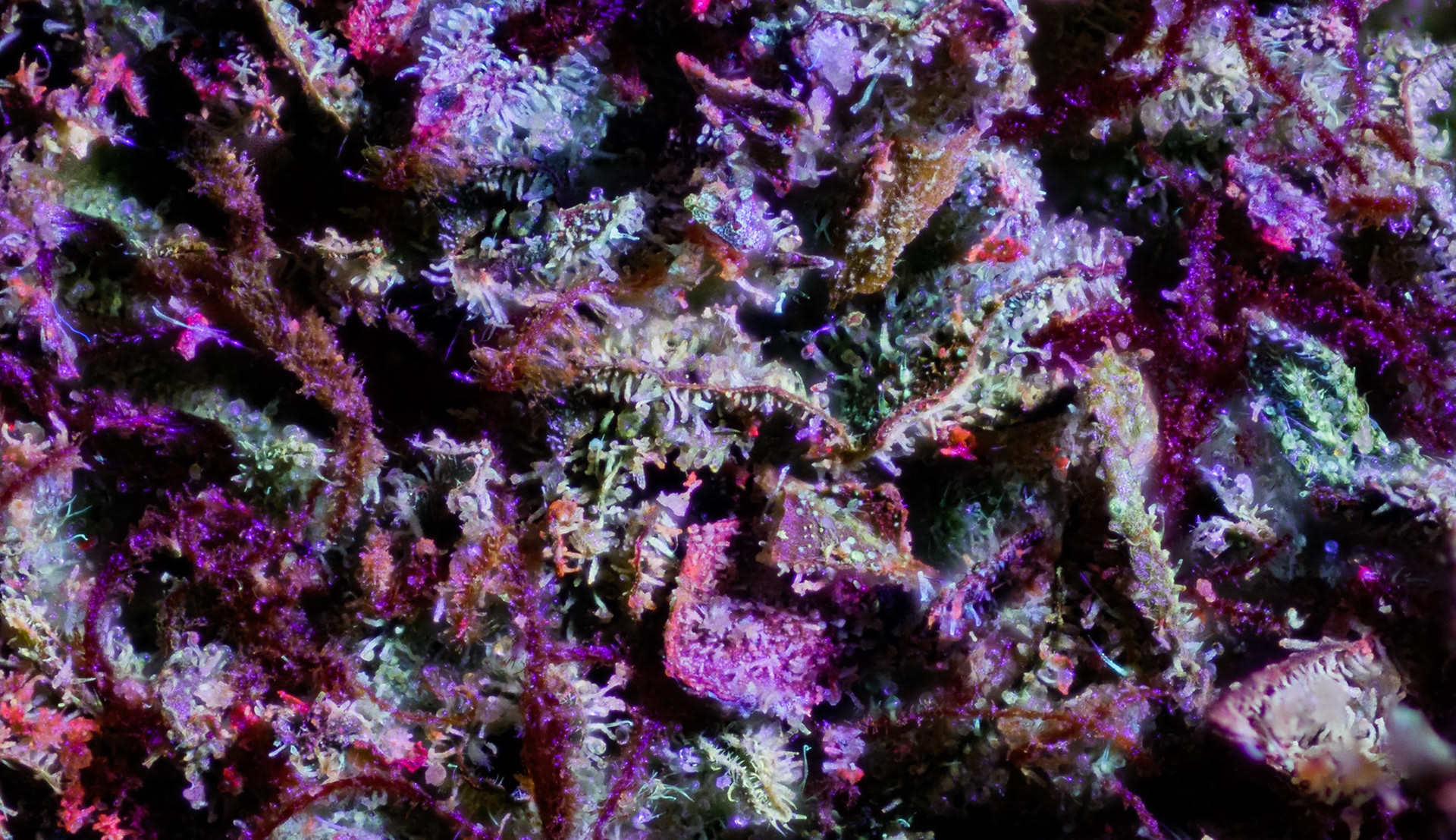 DOLCE IN PURE VIOLET/UV MIXED LIGHT