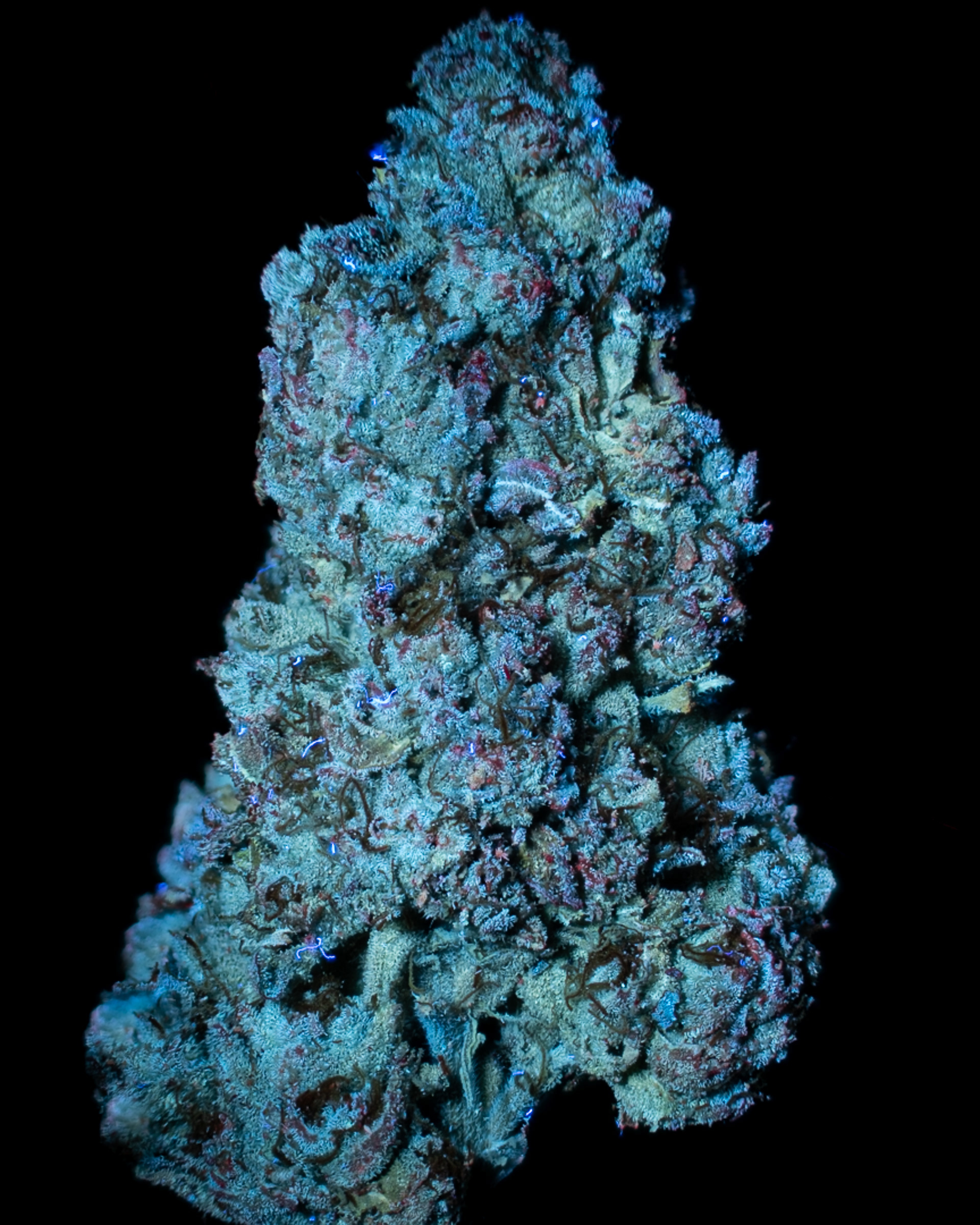 ULTRAVIOLET LIGHT