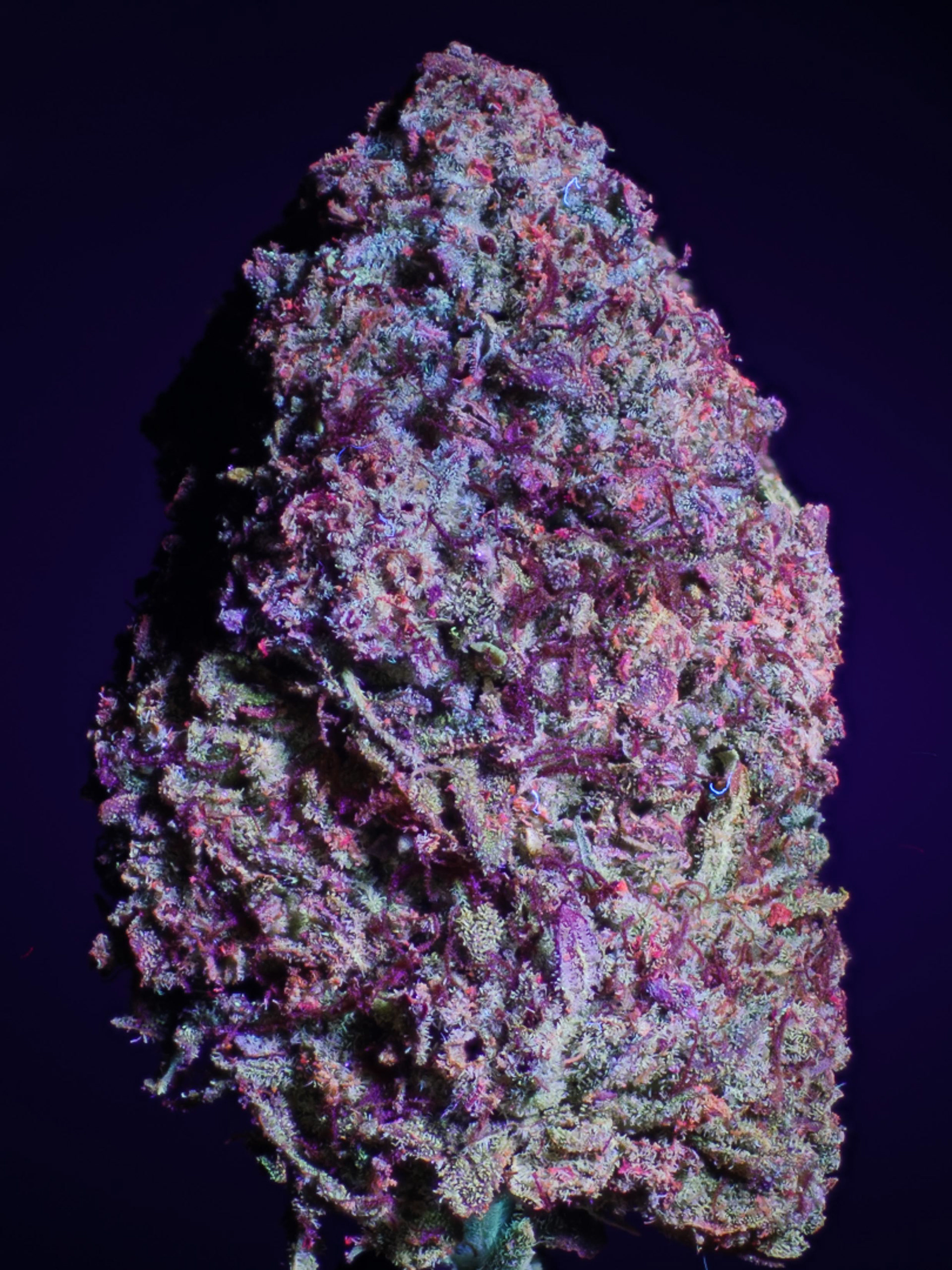 DOLCE IN VIOLET/UV MIXED LIGHT