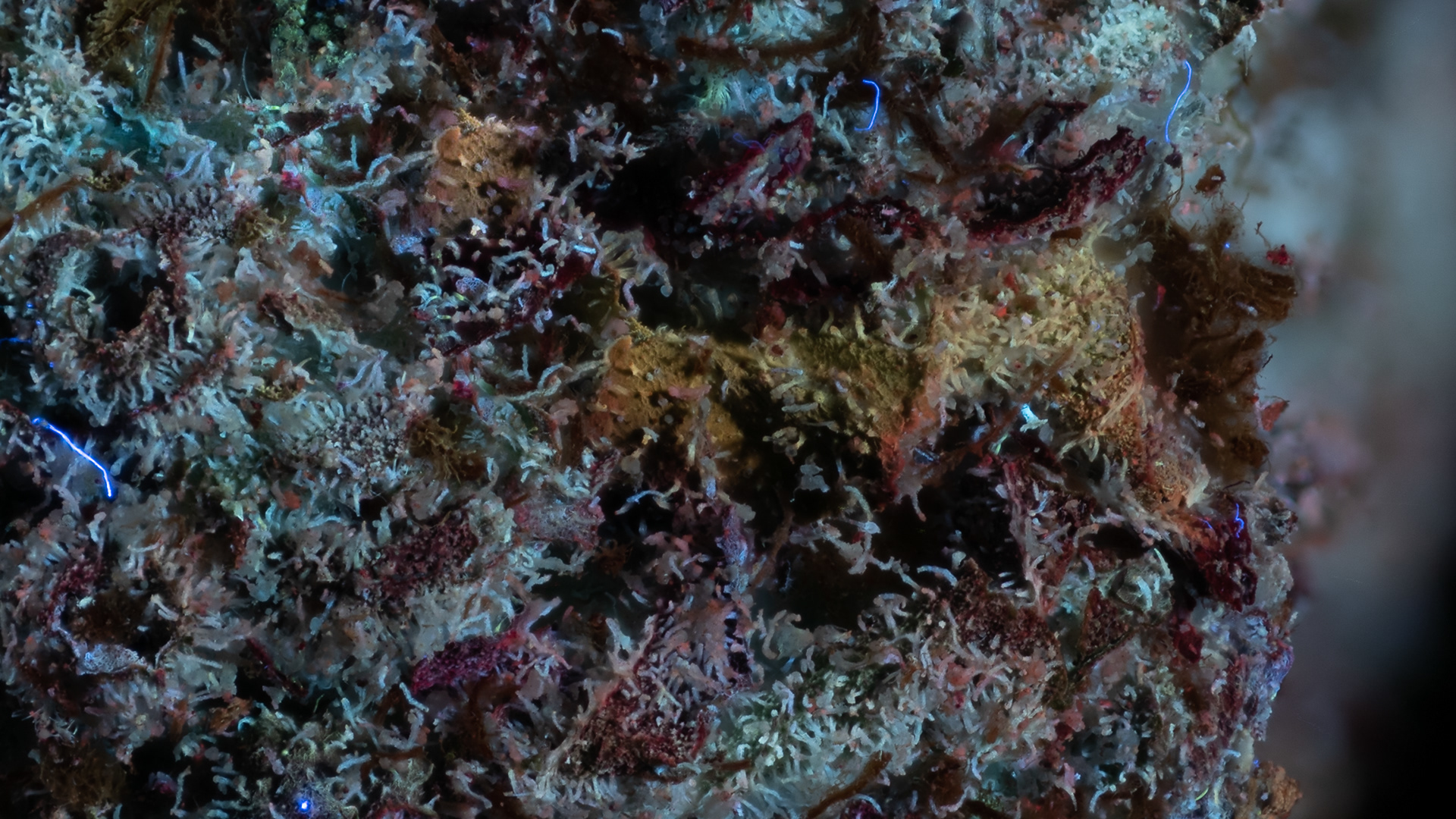 BLUE ETHER IN UV LIGHT