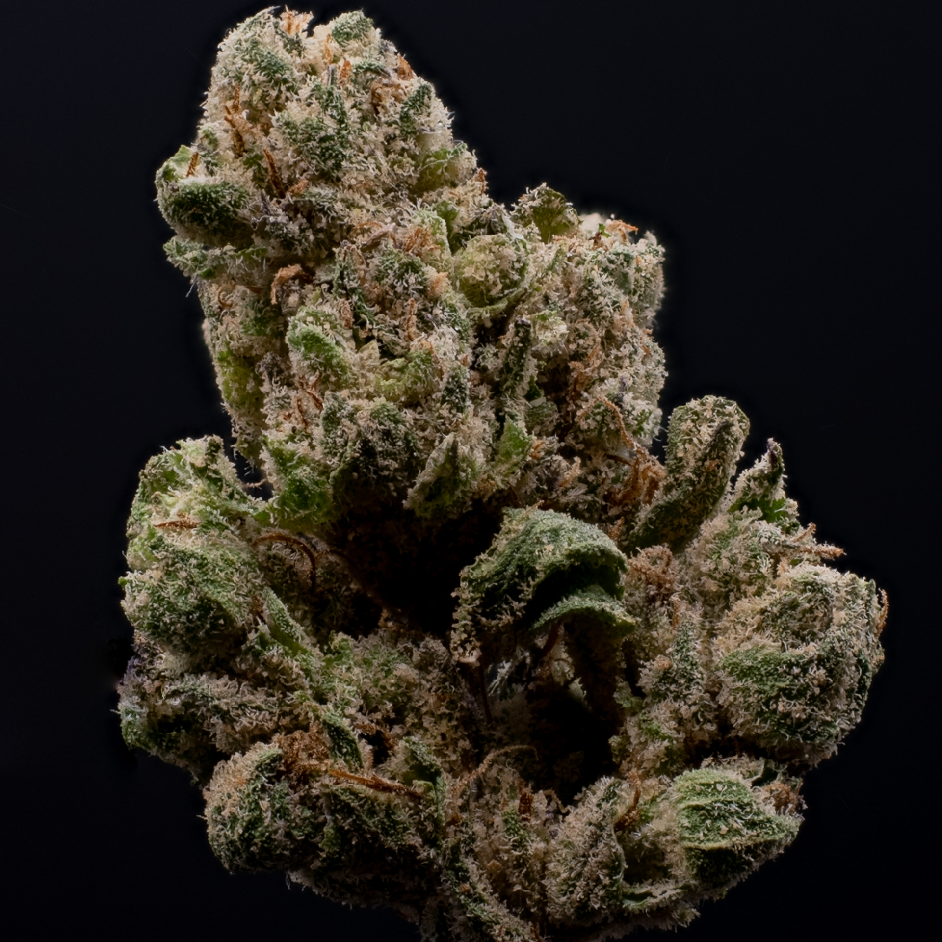 OPUS RUNTZ IN FULL VISIBLE LIGHT