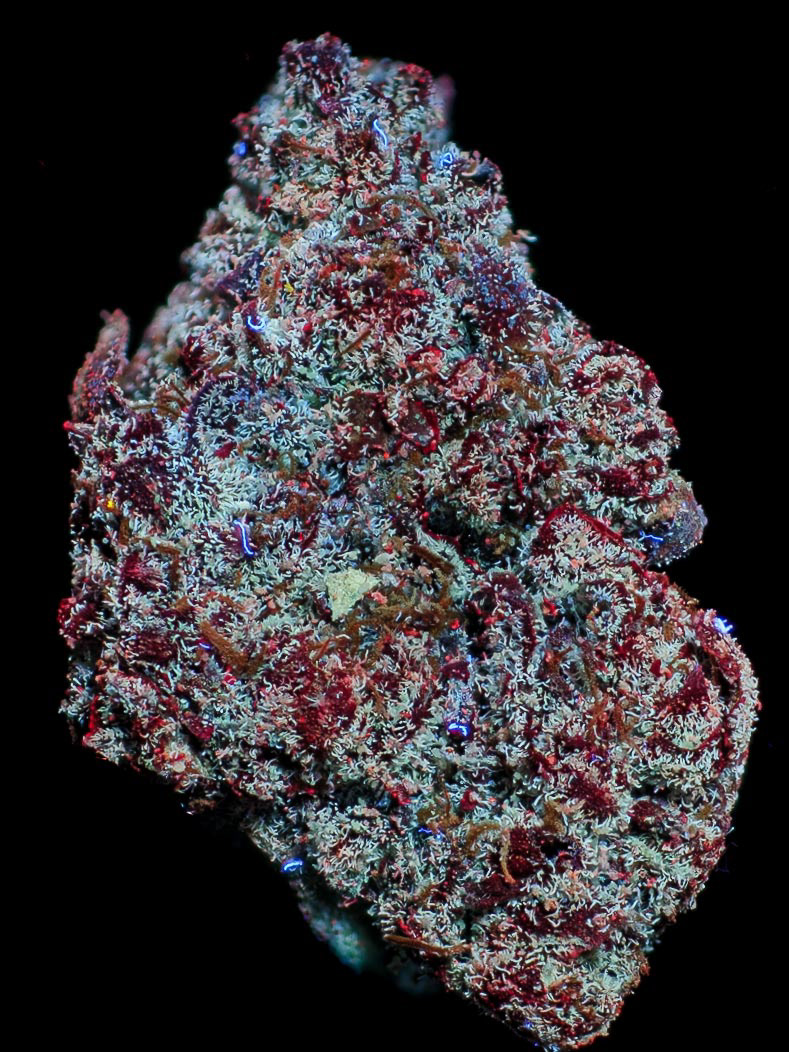PINK RUNTZ IN PURE ULTRAVIOLET LIGHT