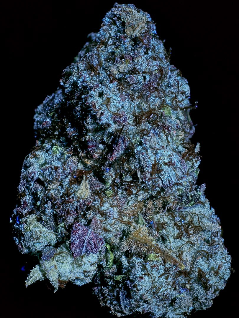 PINEAPPLE GELATO IN PURE ULTRAVIOLET LIGHT
