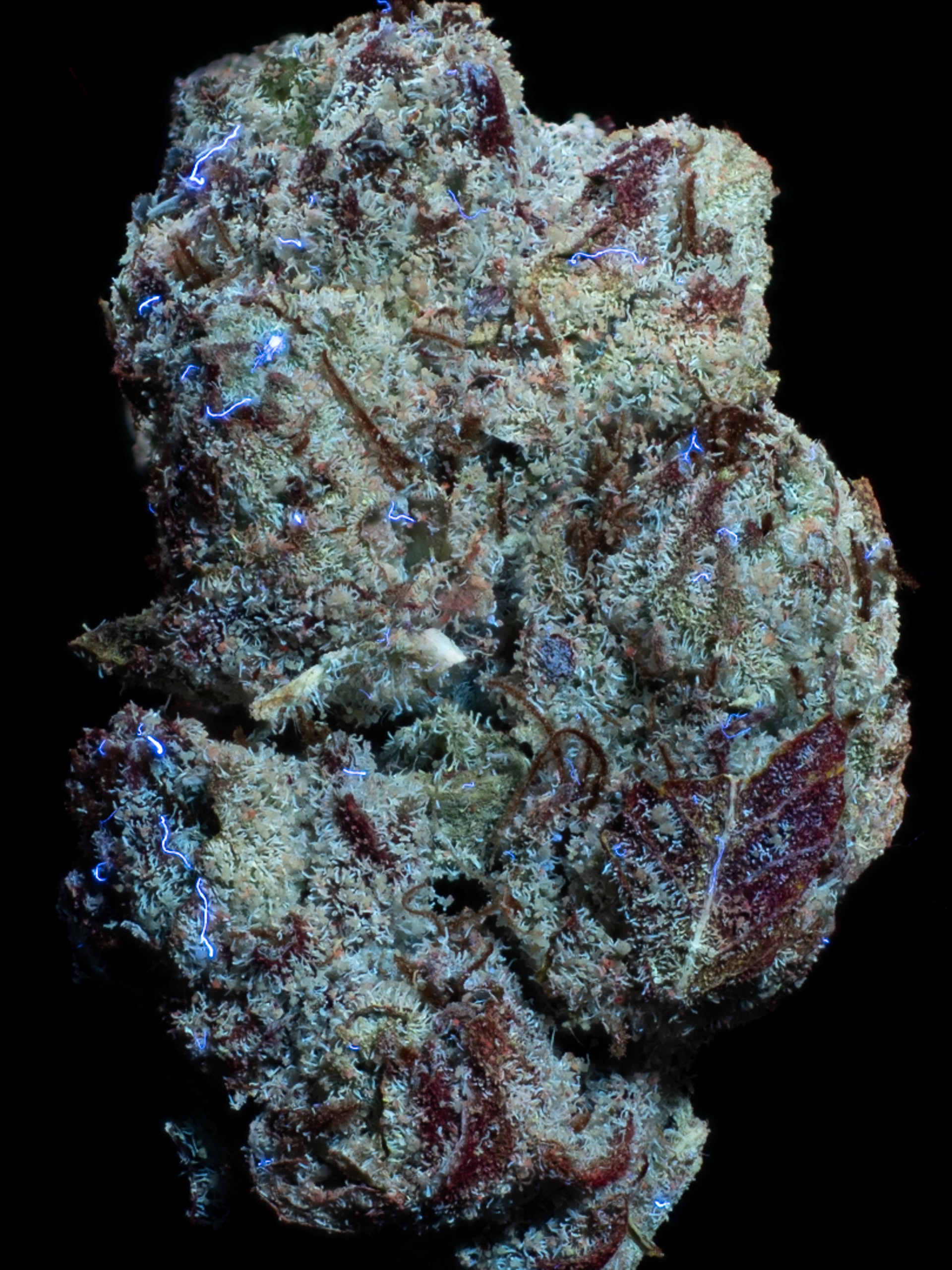 OPUS RUNTZ IN PURE ULTRAVIOLET LIGHT