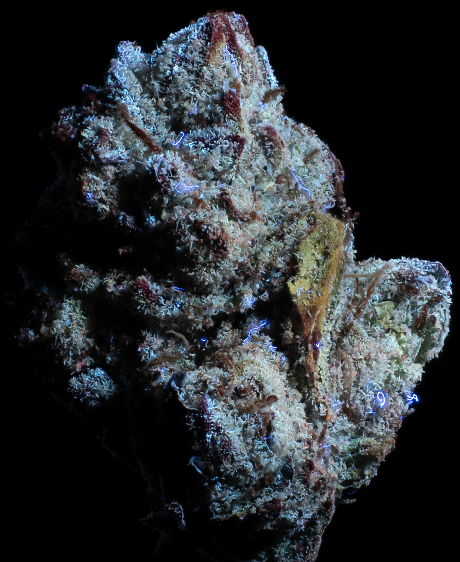 OPUS RUNTZ IN PURE ULTRAVIOLET LIGHT