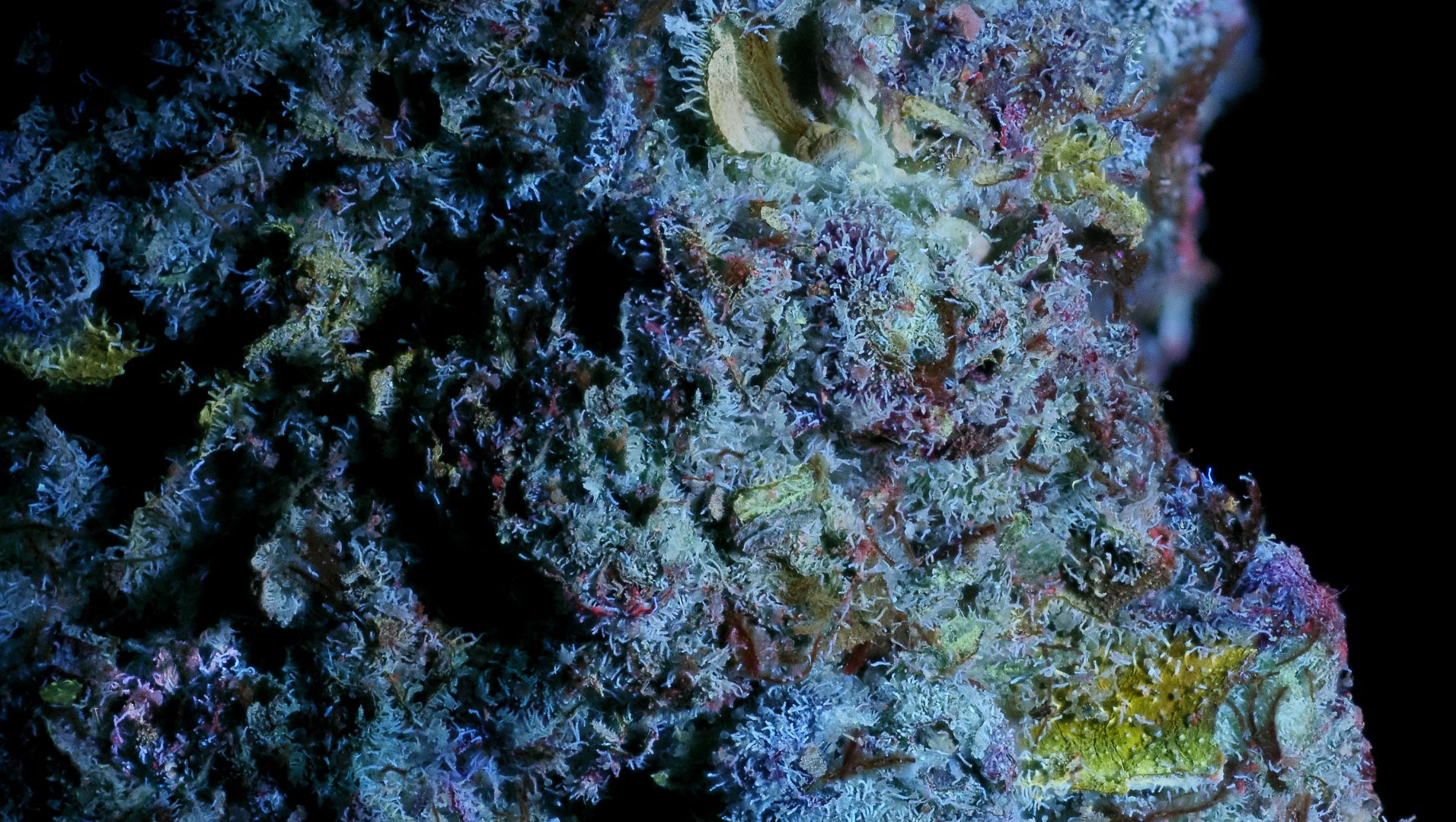 SIDESHOW IN PURE ULTRAVIOLET LIGHT x2