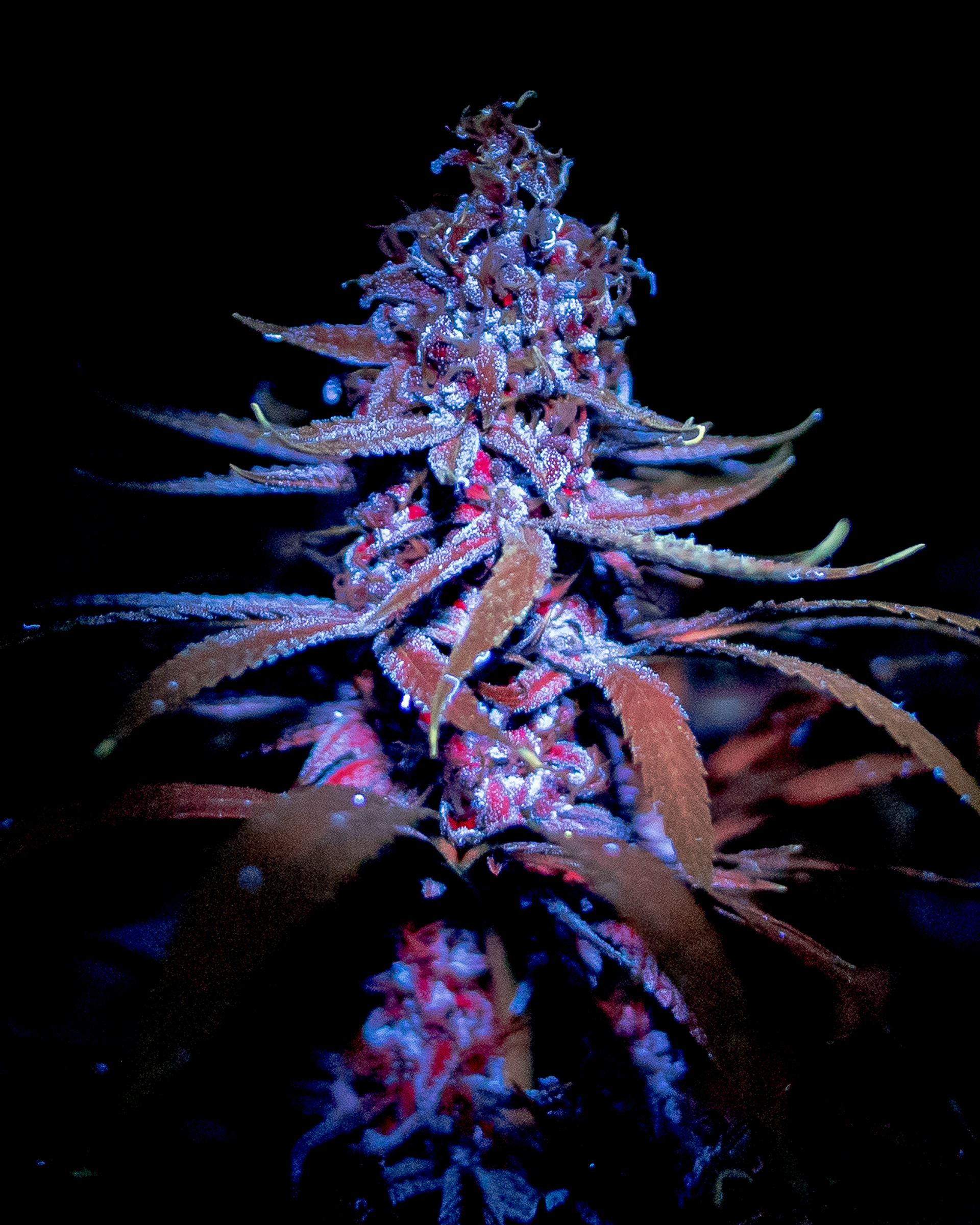 Grown by Sticky Soil