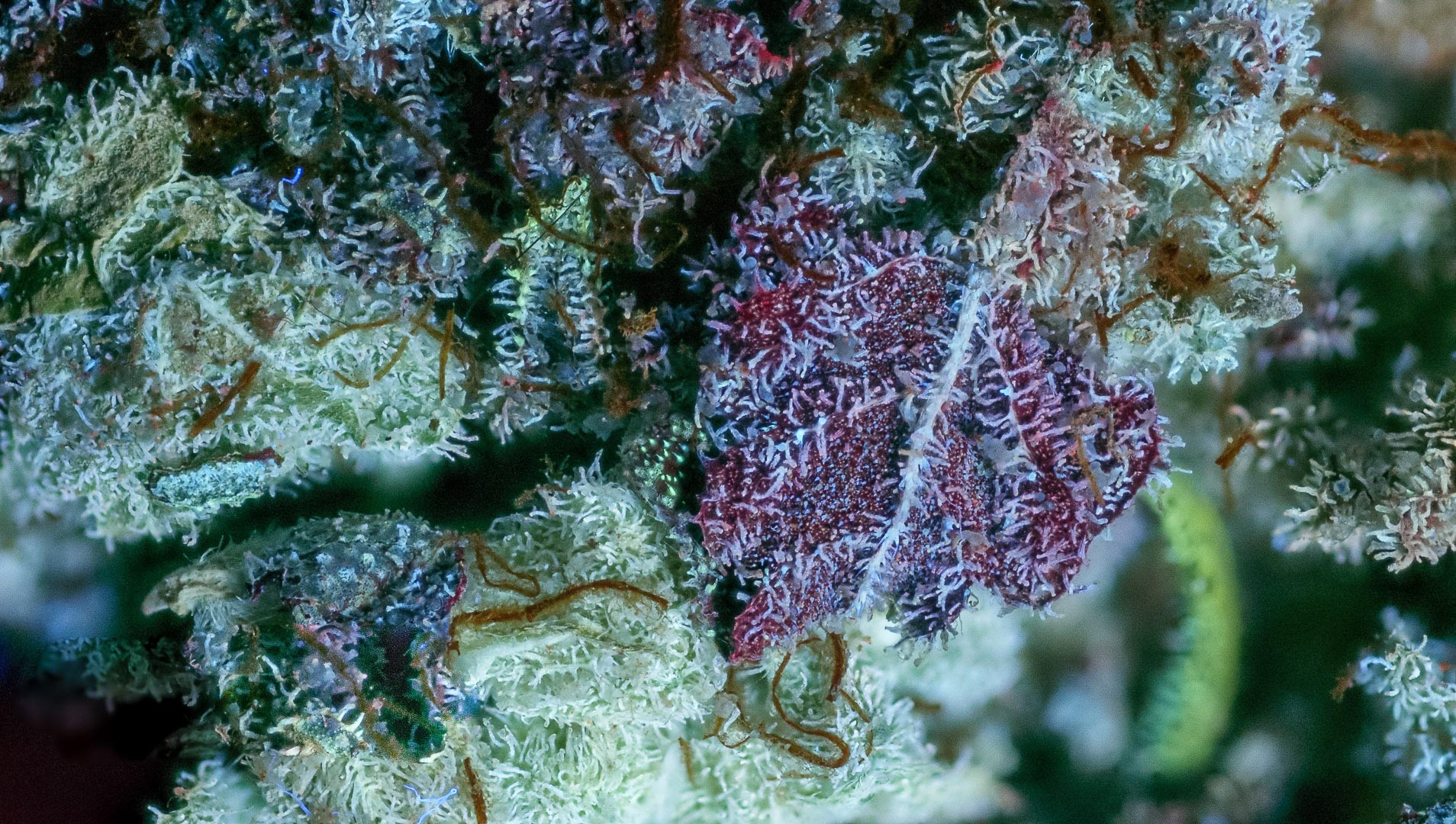 PINEAPPLE GELATO IN PURE ULTRAVIOLET LIGHT x2