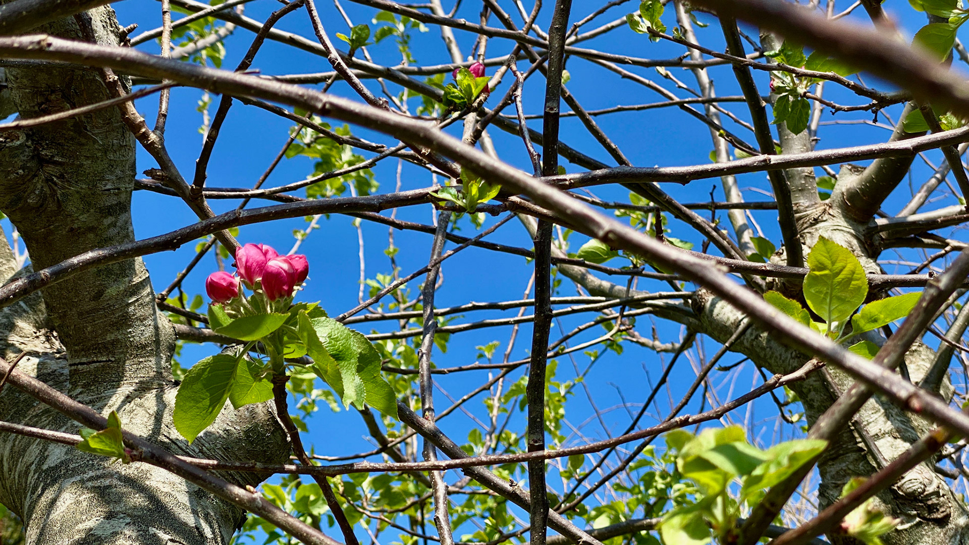 Day 27: buds beginning to appear on one of the apple trees.