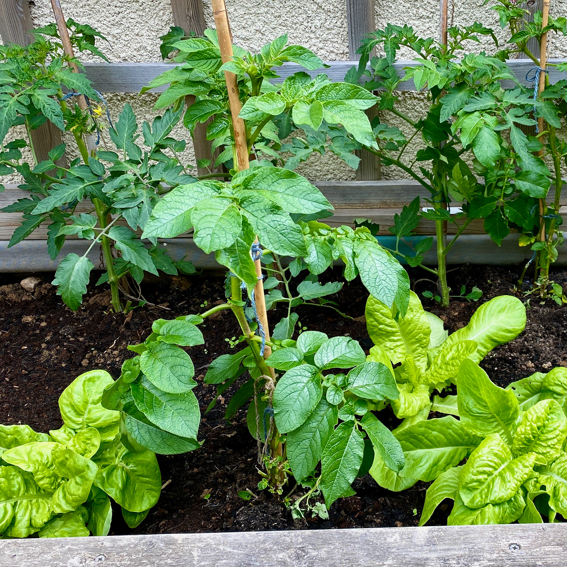 Day 92: the veg is looking like veg now.