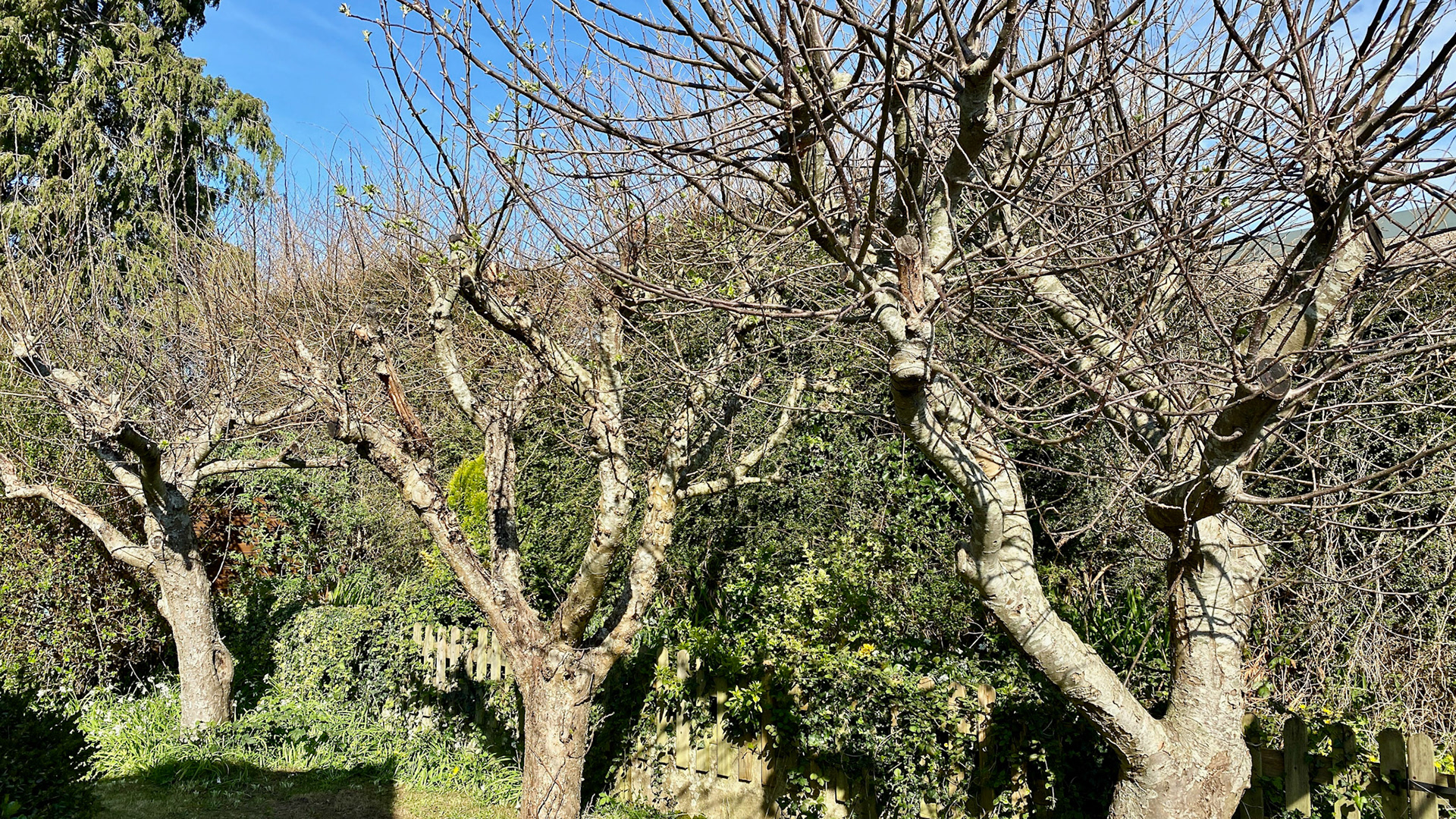 Day 13: the apple trees are not yet in bud.