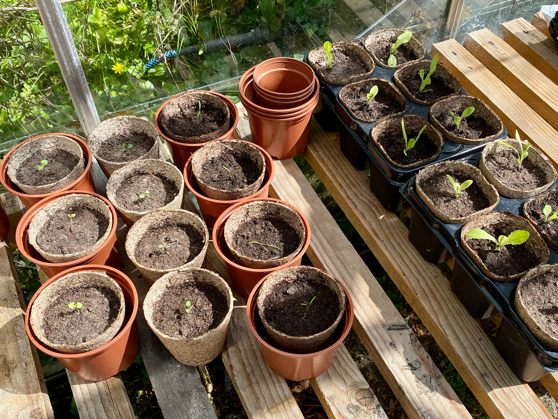 Day 39: my veg garden begins....