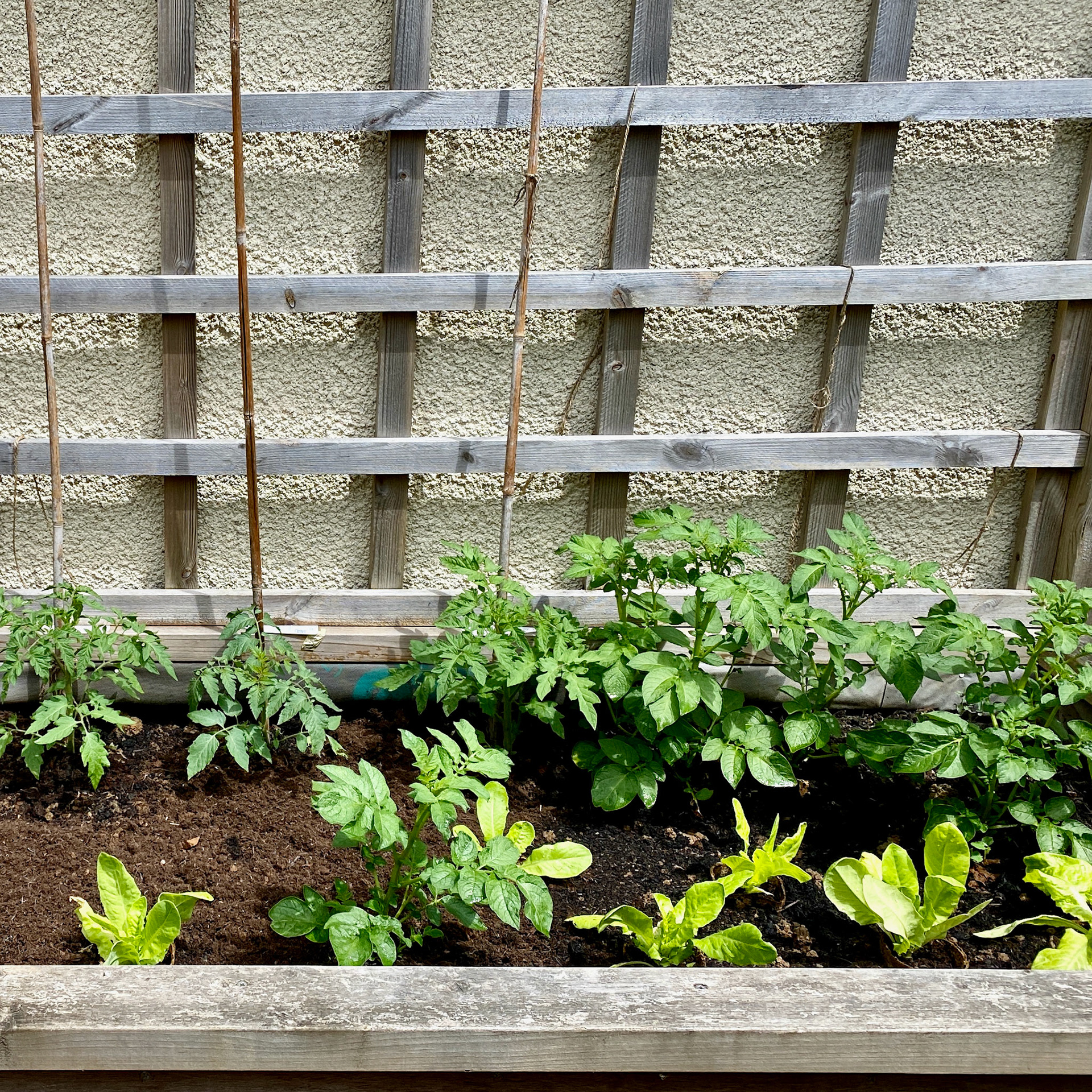 Day 76: small veg....
