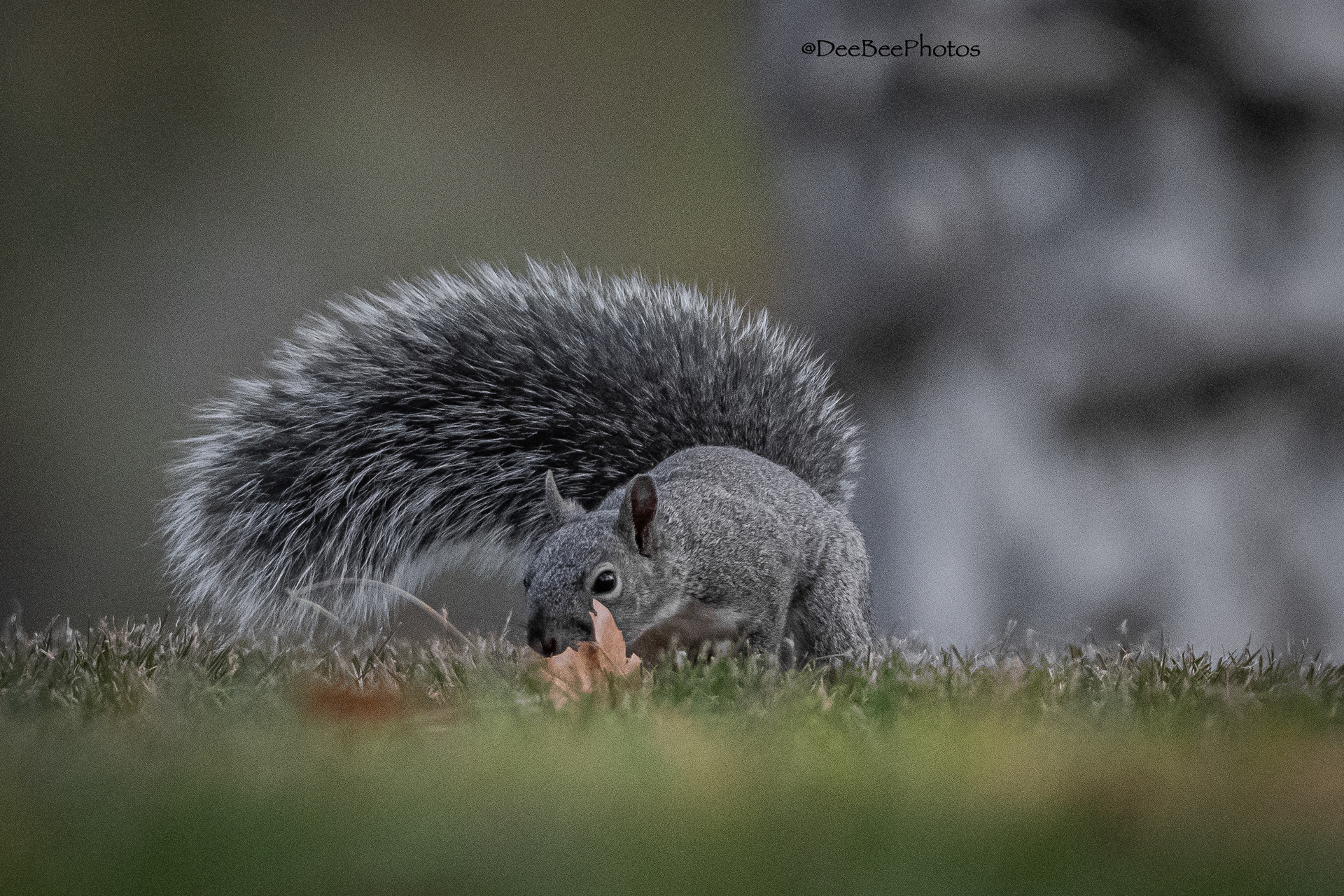 Squirrel