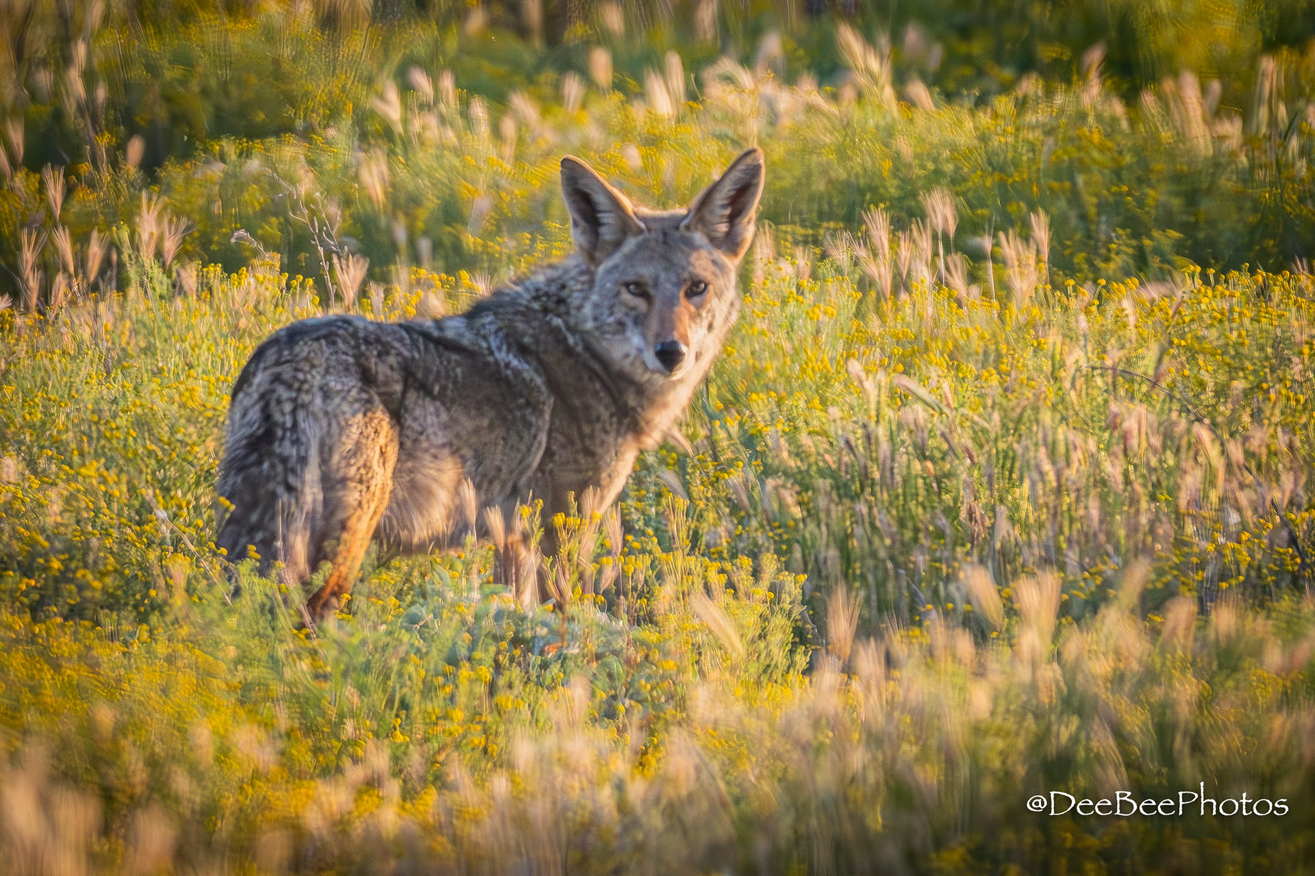 Coyote