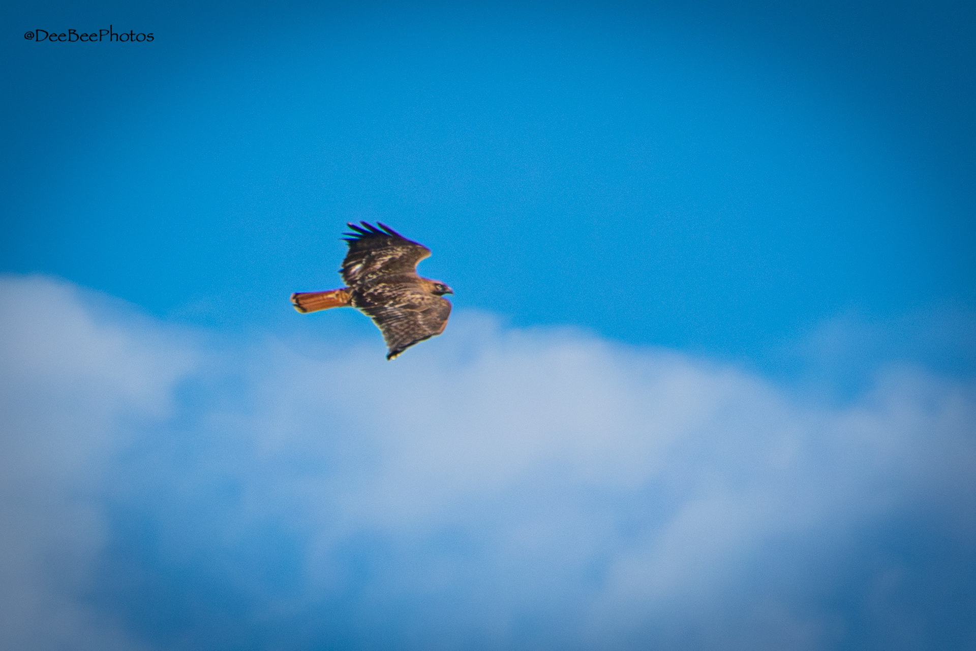 Red Tailed Hawk in flight