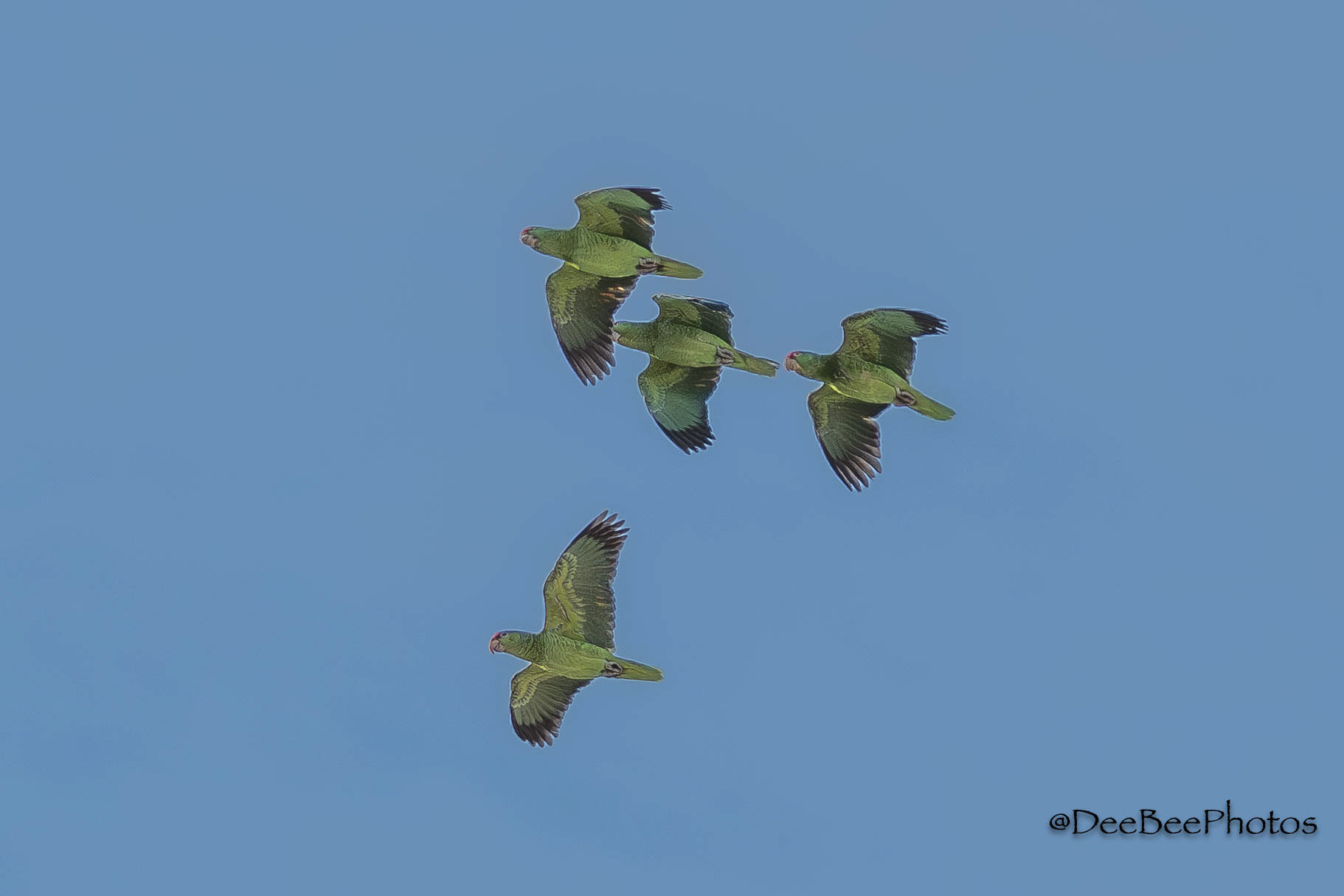 Red Crowned Amazon Parrot