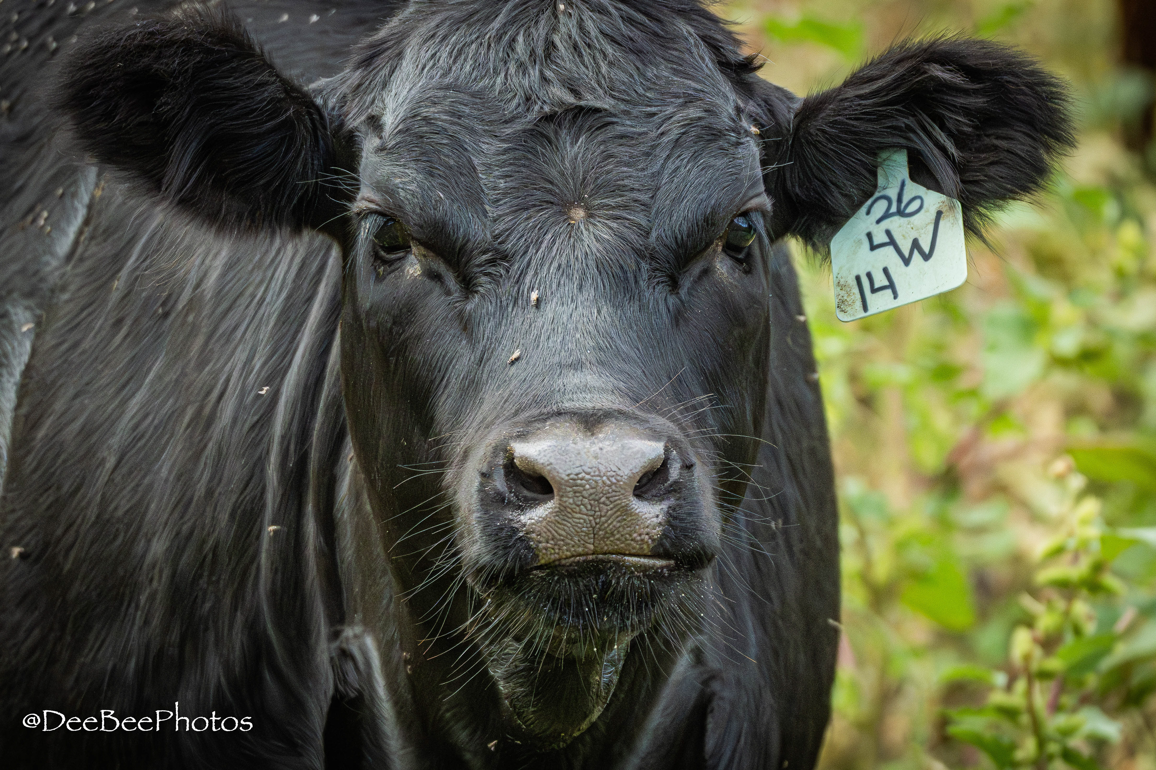 Cow