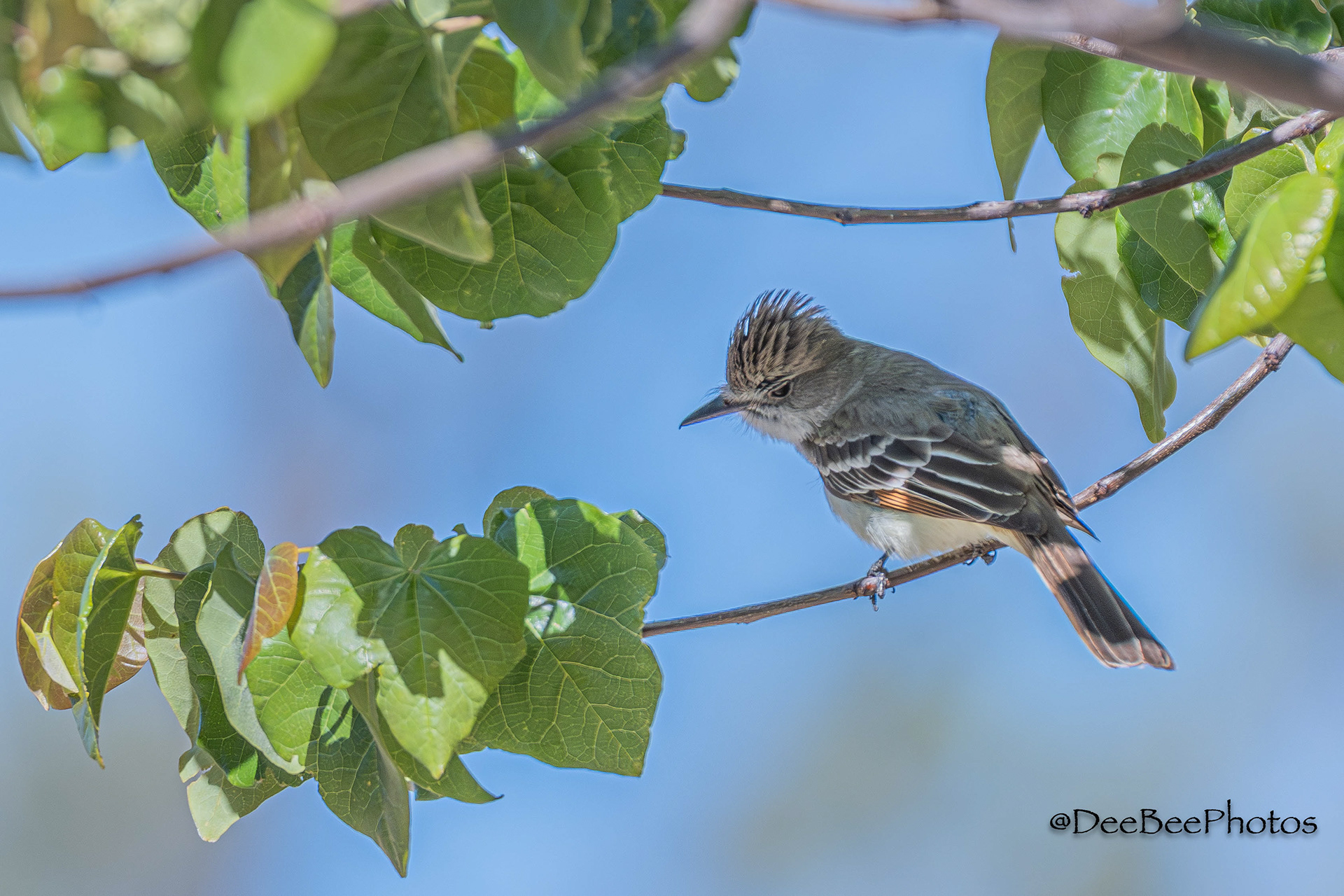 Ash Throated Flycatcher